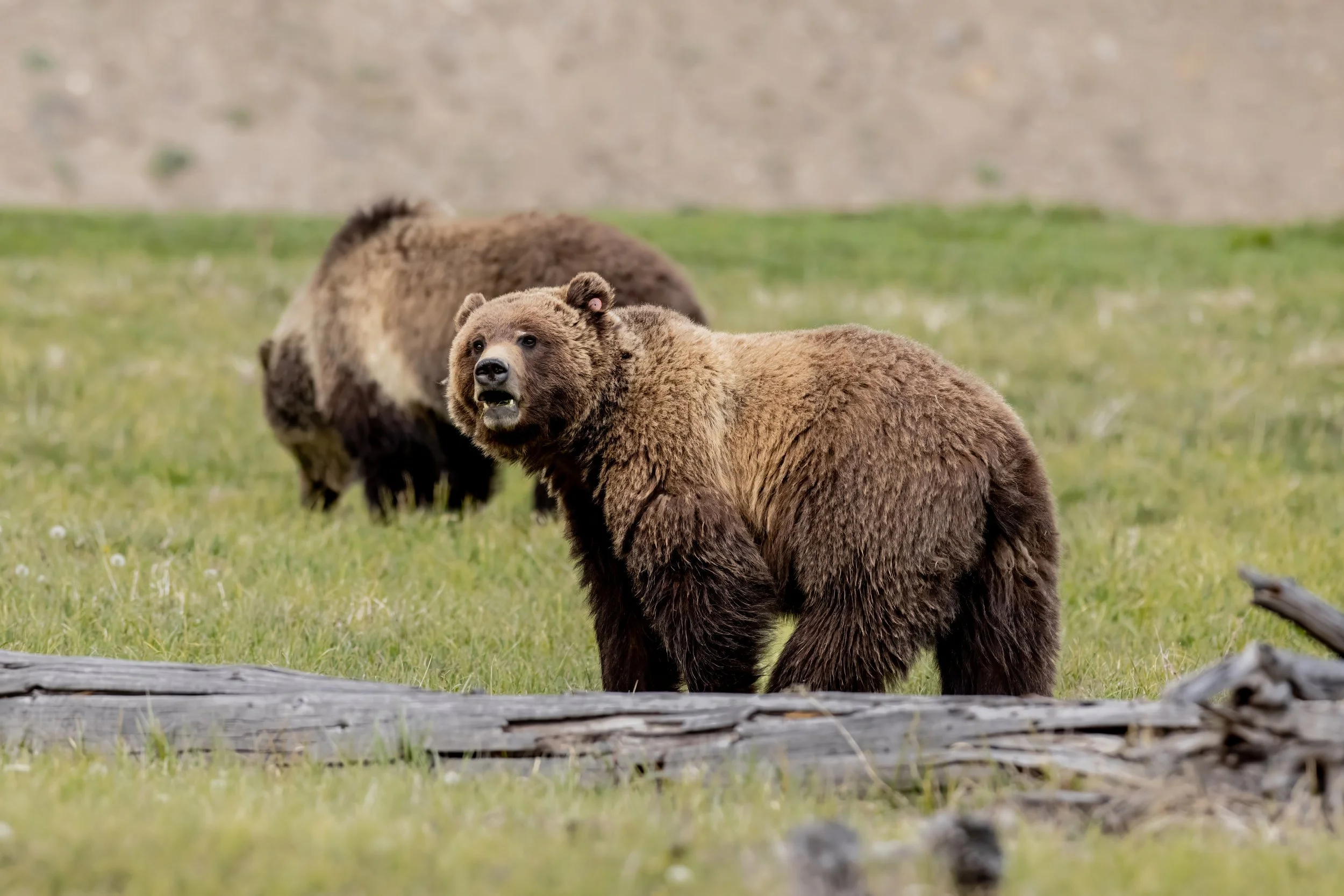 Two brown bears in a grassy area, one facing forward and the other with its back turned.