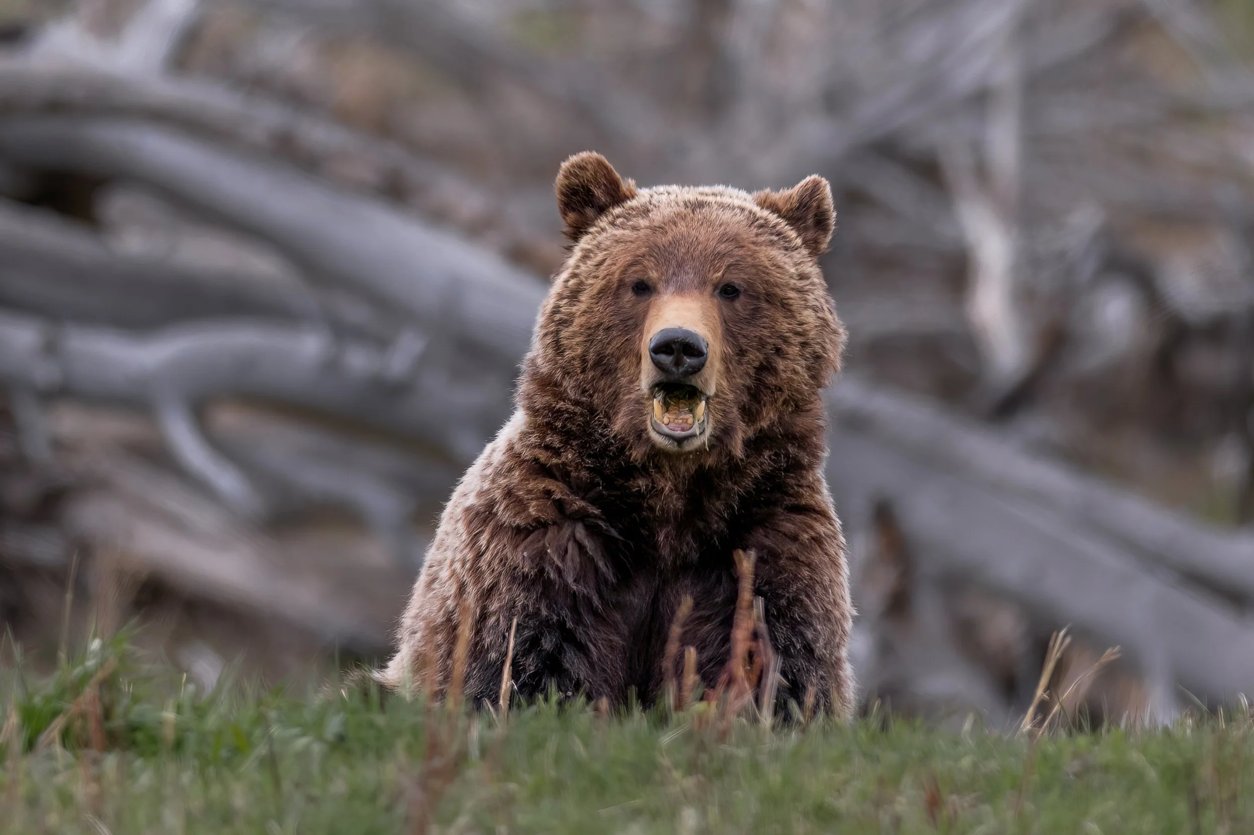 A brown bear standing on grass with a blurred forest background, looking directly at the camera with its mouth slightly open.