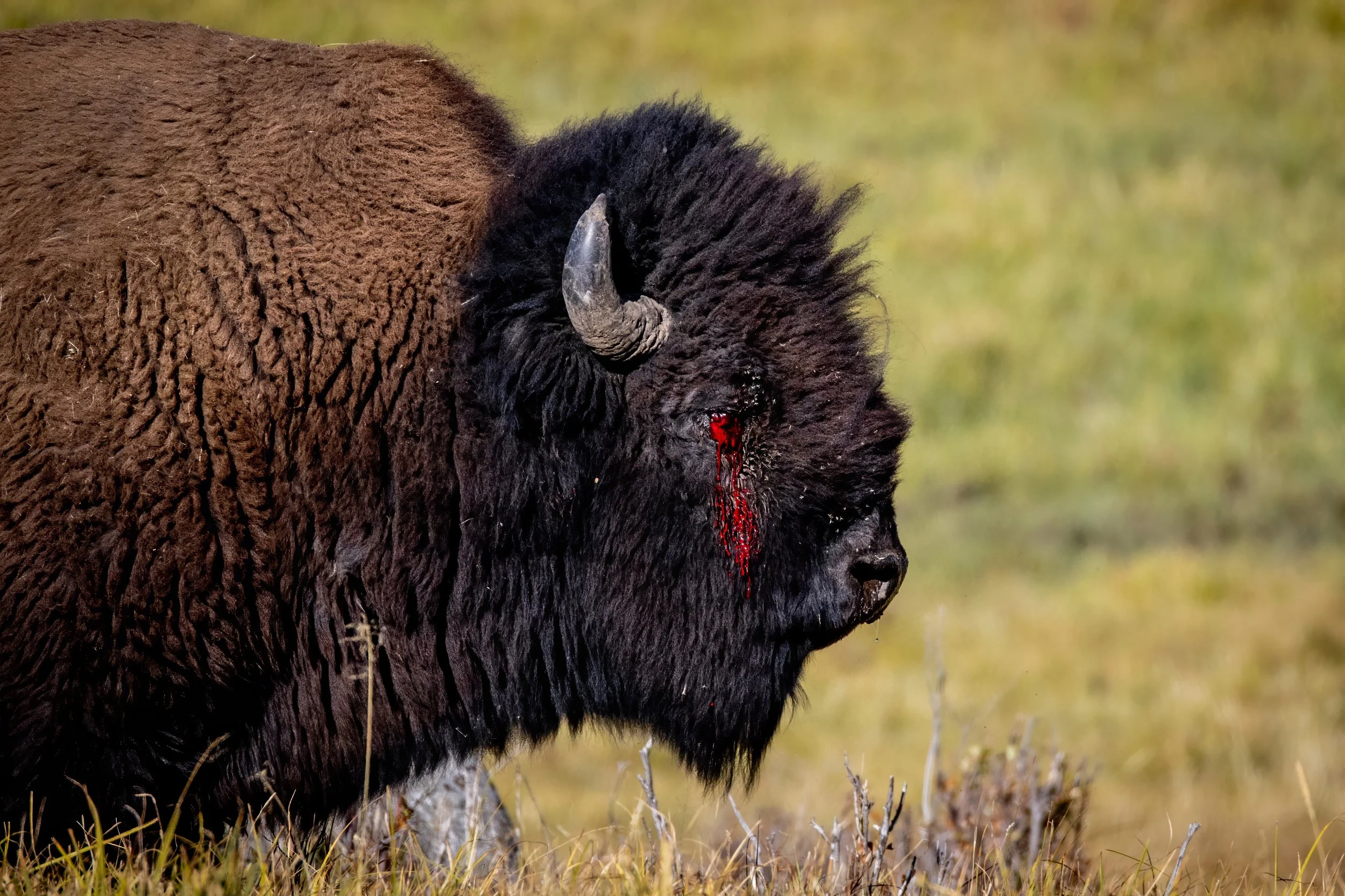 A bison with blood coming from its nose, standing on grasslands.