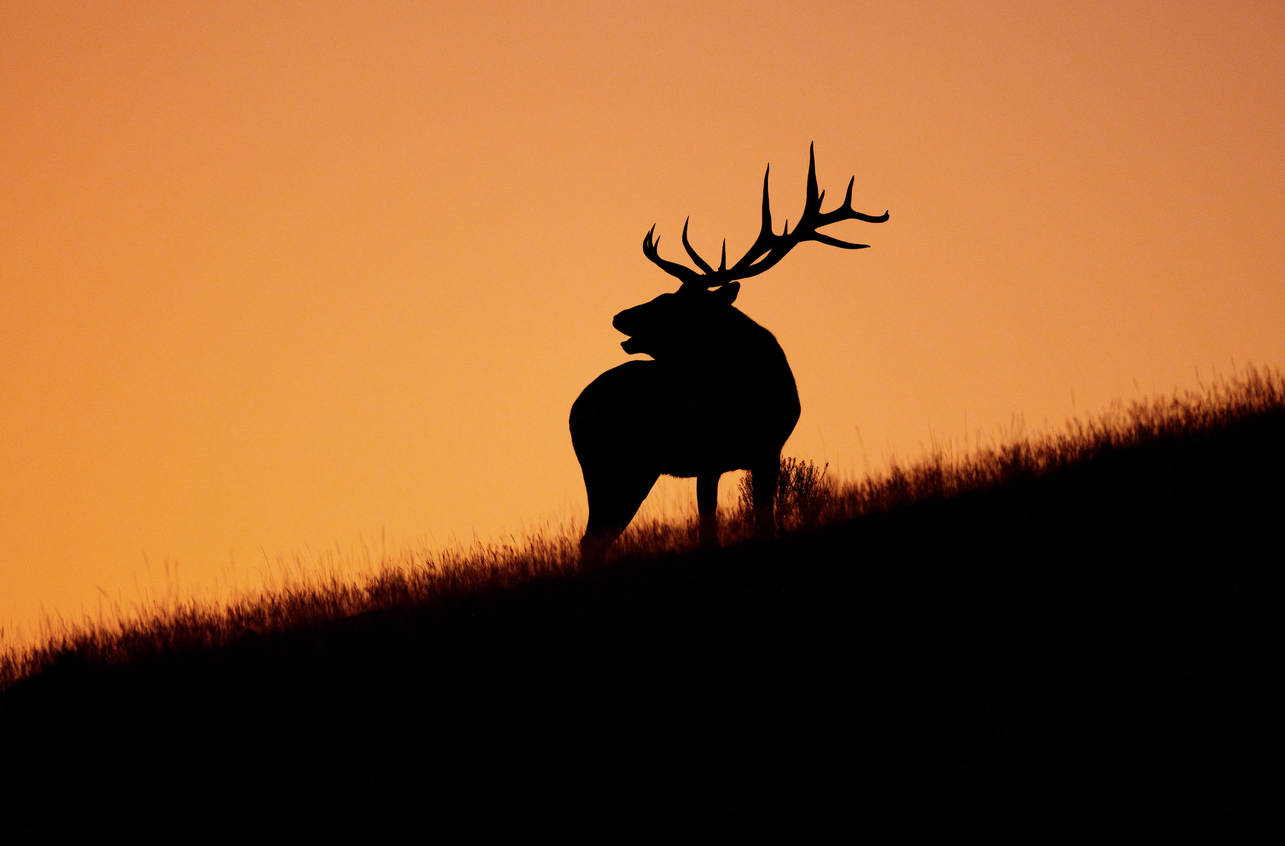 Silhouette of a majestic elk with large antlers standing on a hillside against an orange sunset sky.
