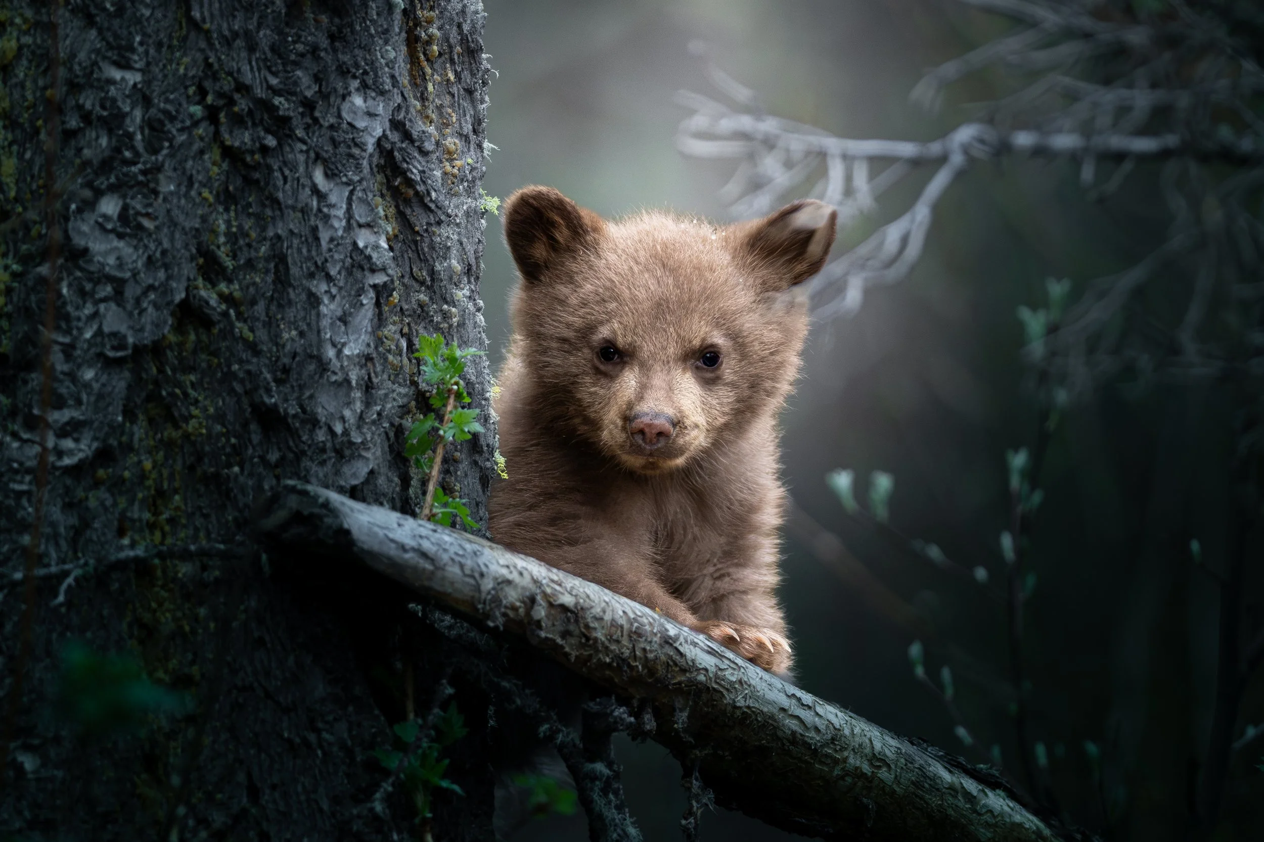 A young bear cub peeking from behind a tree in a forested area.