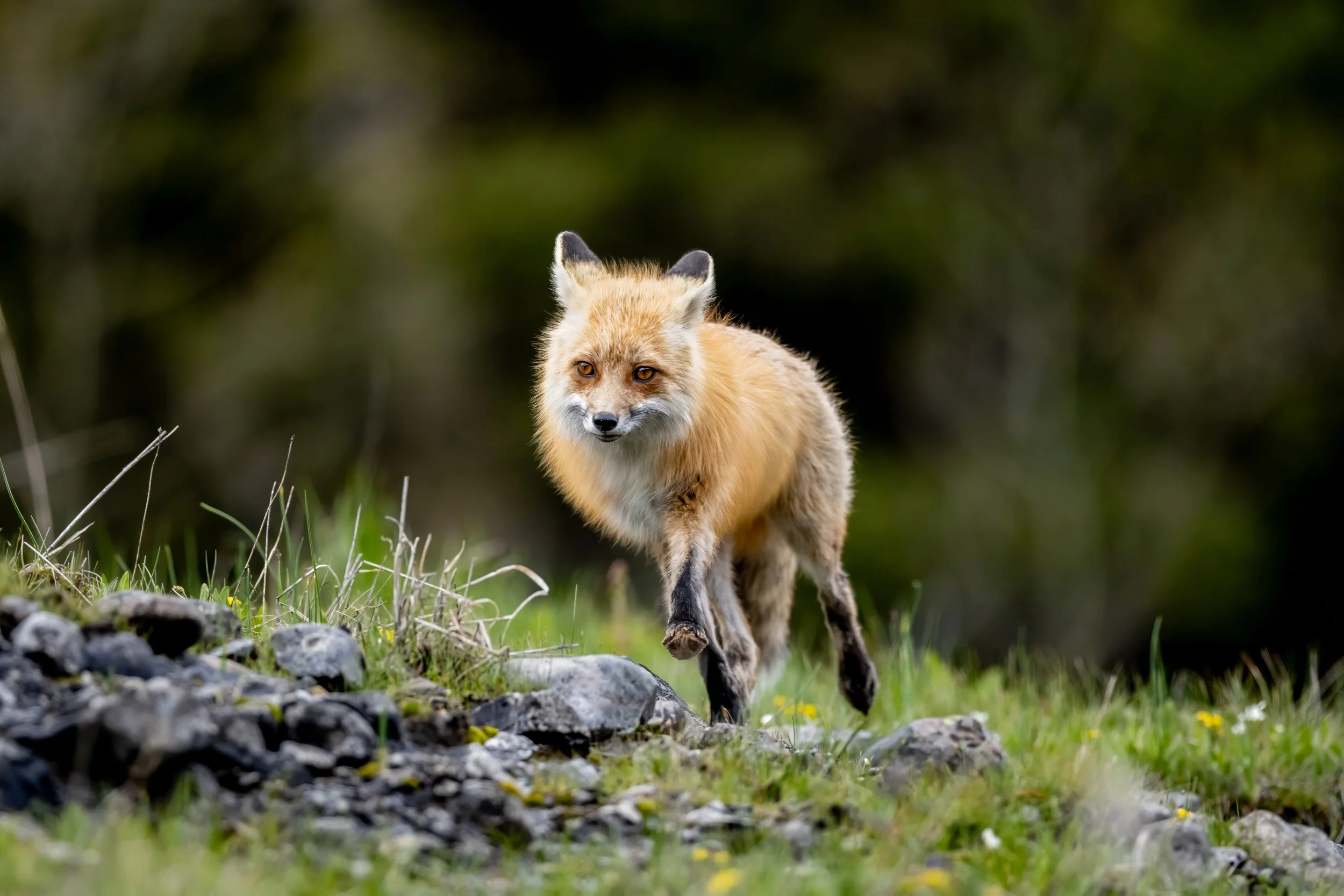 A fox walking on a grassy area with rocks and wildflowers, with a blurred green forest background.
