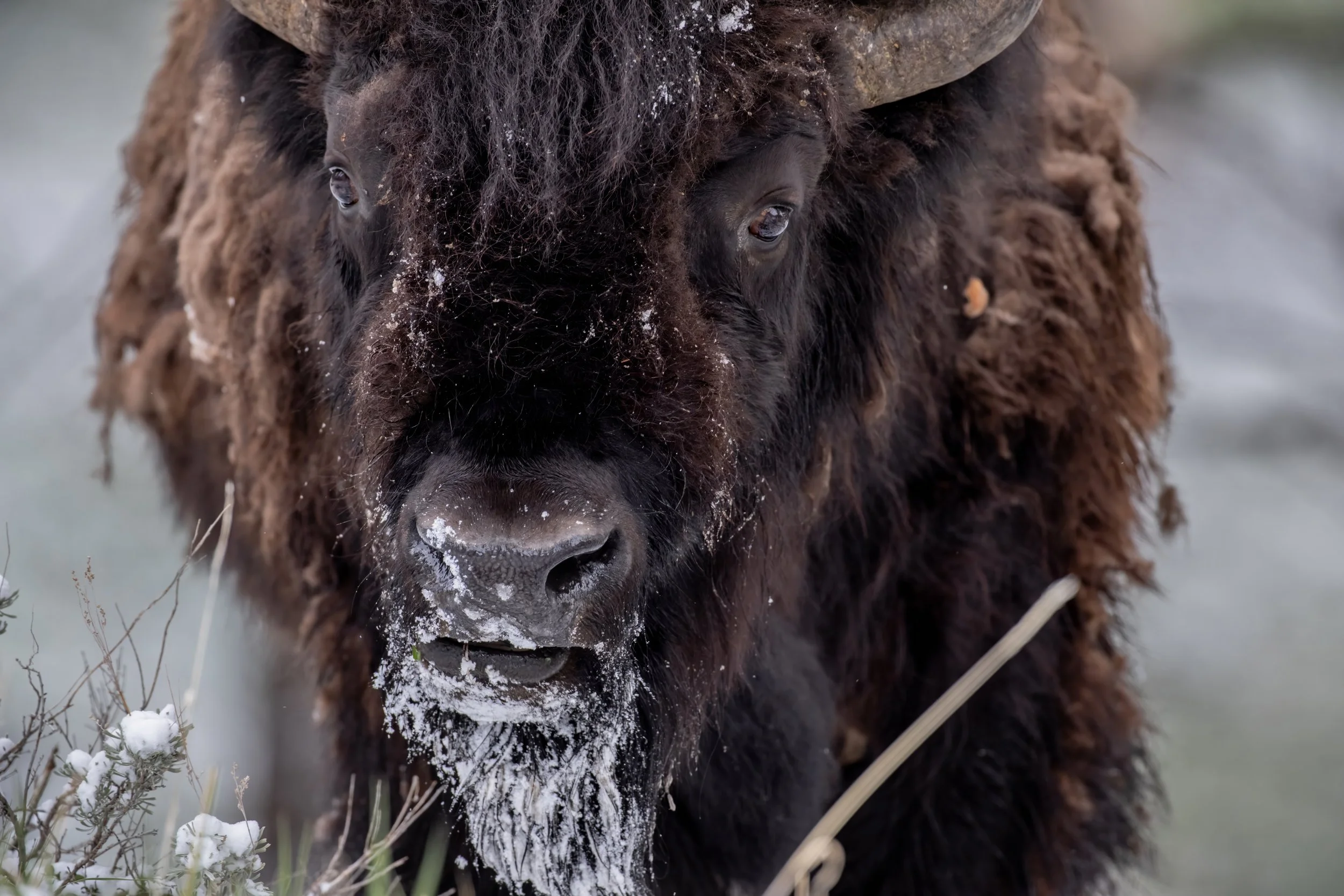 Close-up of a bison with snow on its face, standing in a snowy landscape surrounded by dry plants.