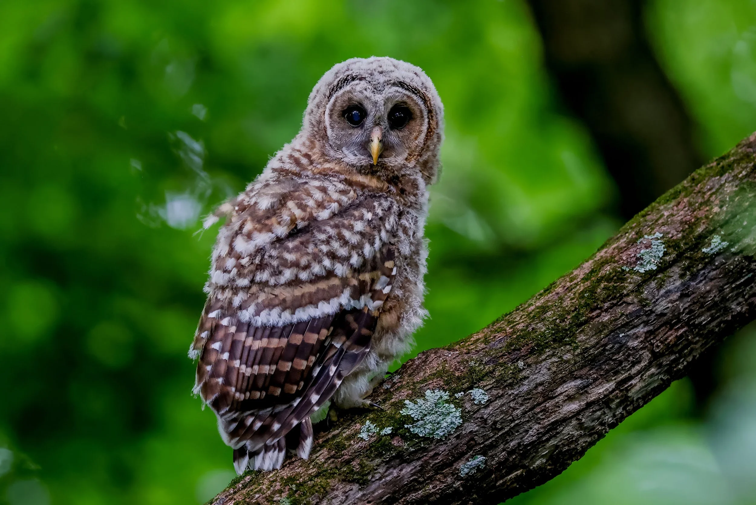 A brown and white barred owl perched on a tree branch in a green forest.