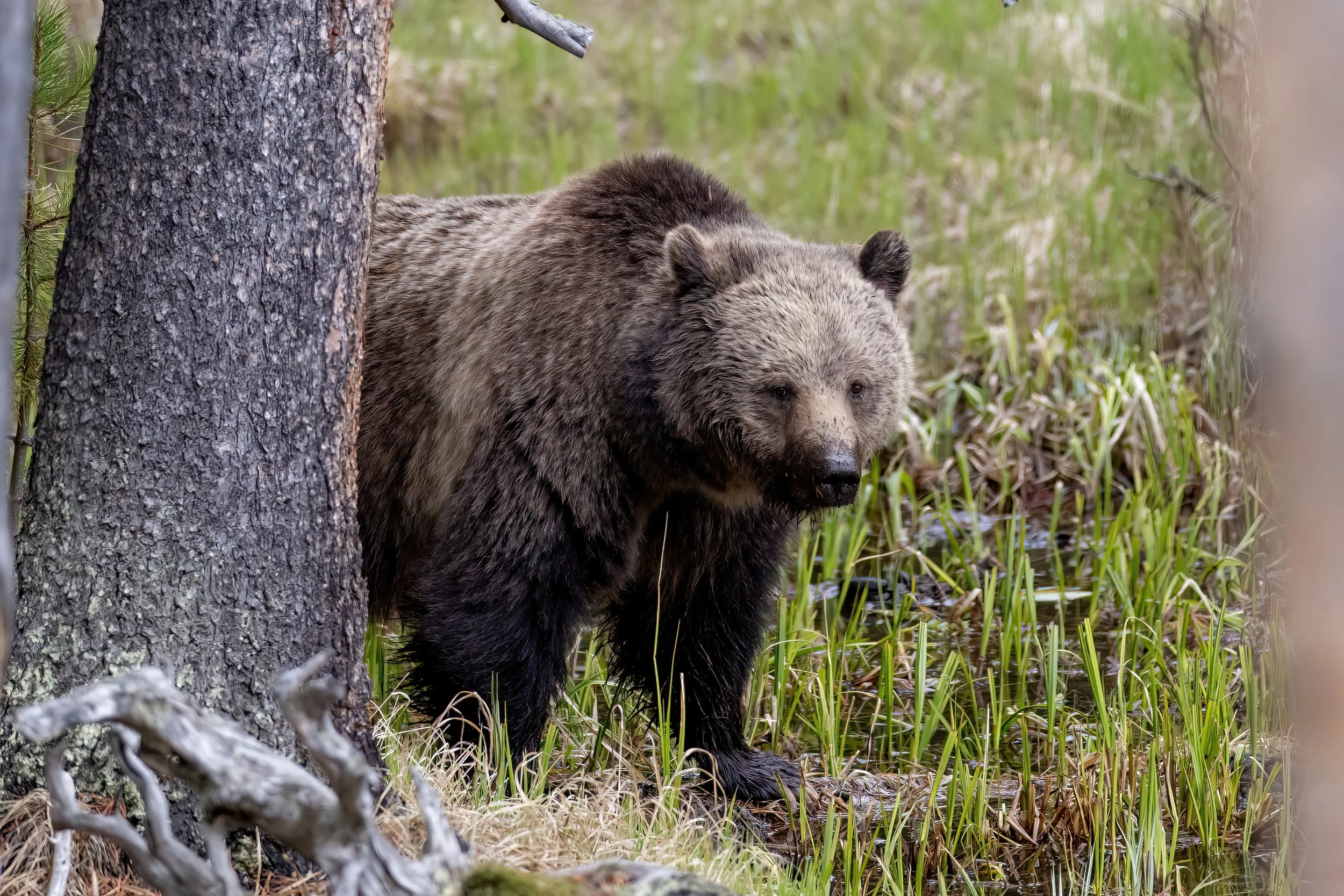 A bear standing in a marshy area, partially hidden behind a tree, with green grass and water surrounding it.