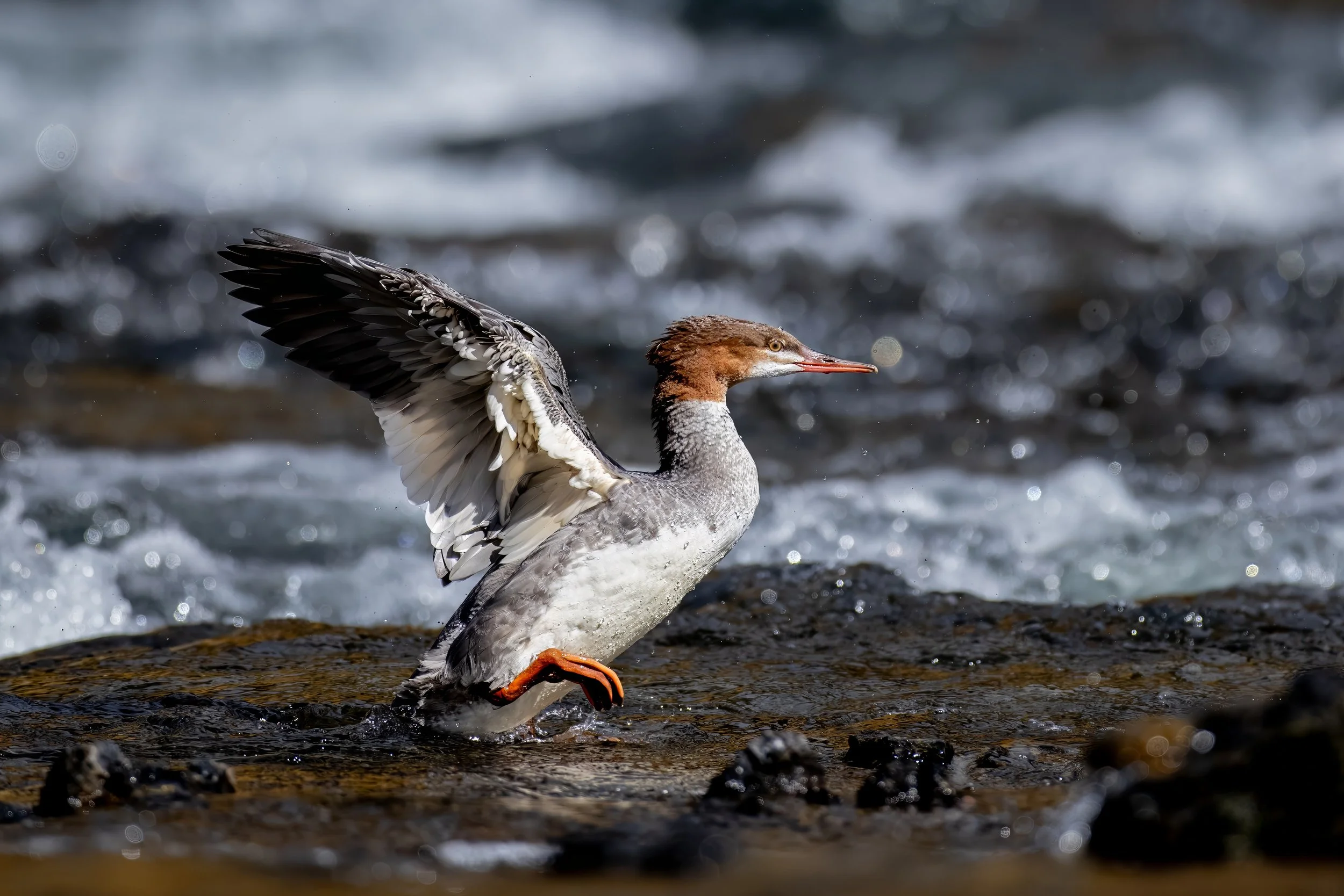 A duck with its wings spread out standing in shallow water on a rocky surface.