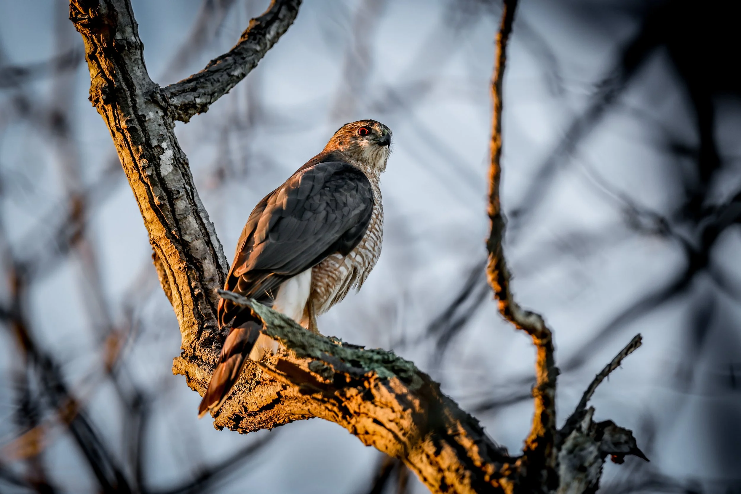 A hawk perched on a tree branch with a blurred background of branches and sky, illuminated by warm light.
