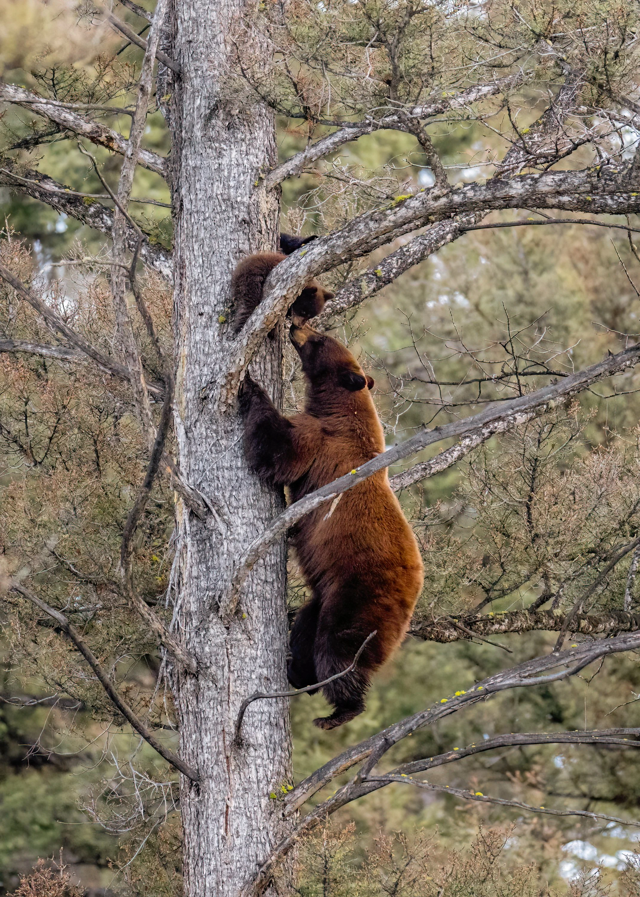 A bear climbing a tree with a cub, in a forested environment.