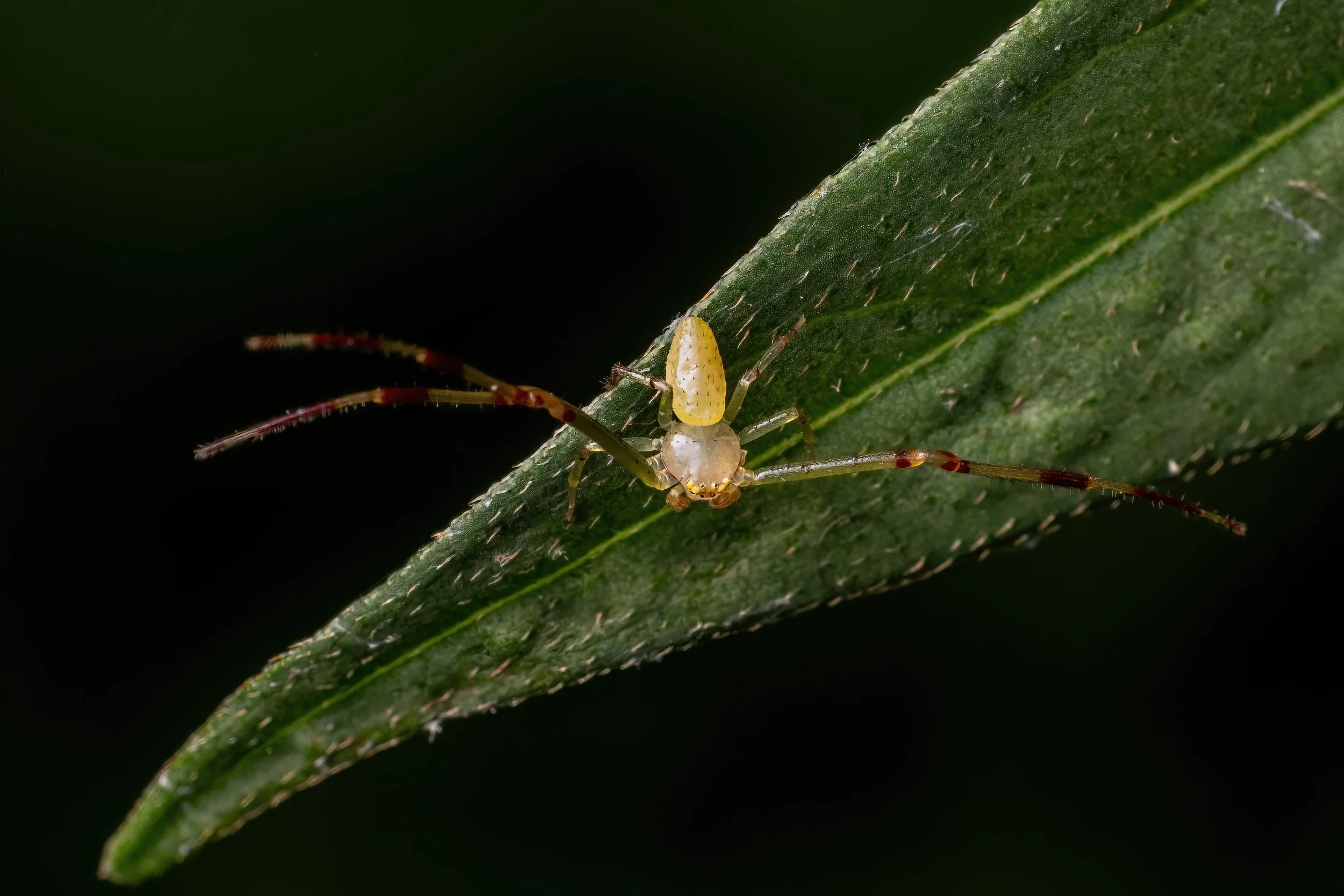 Close-up of a tiny, yellowish-green crab spider on the edge of a green leaf, with dark background.