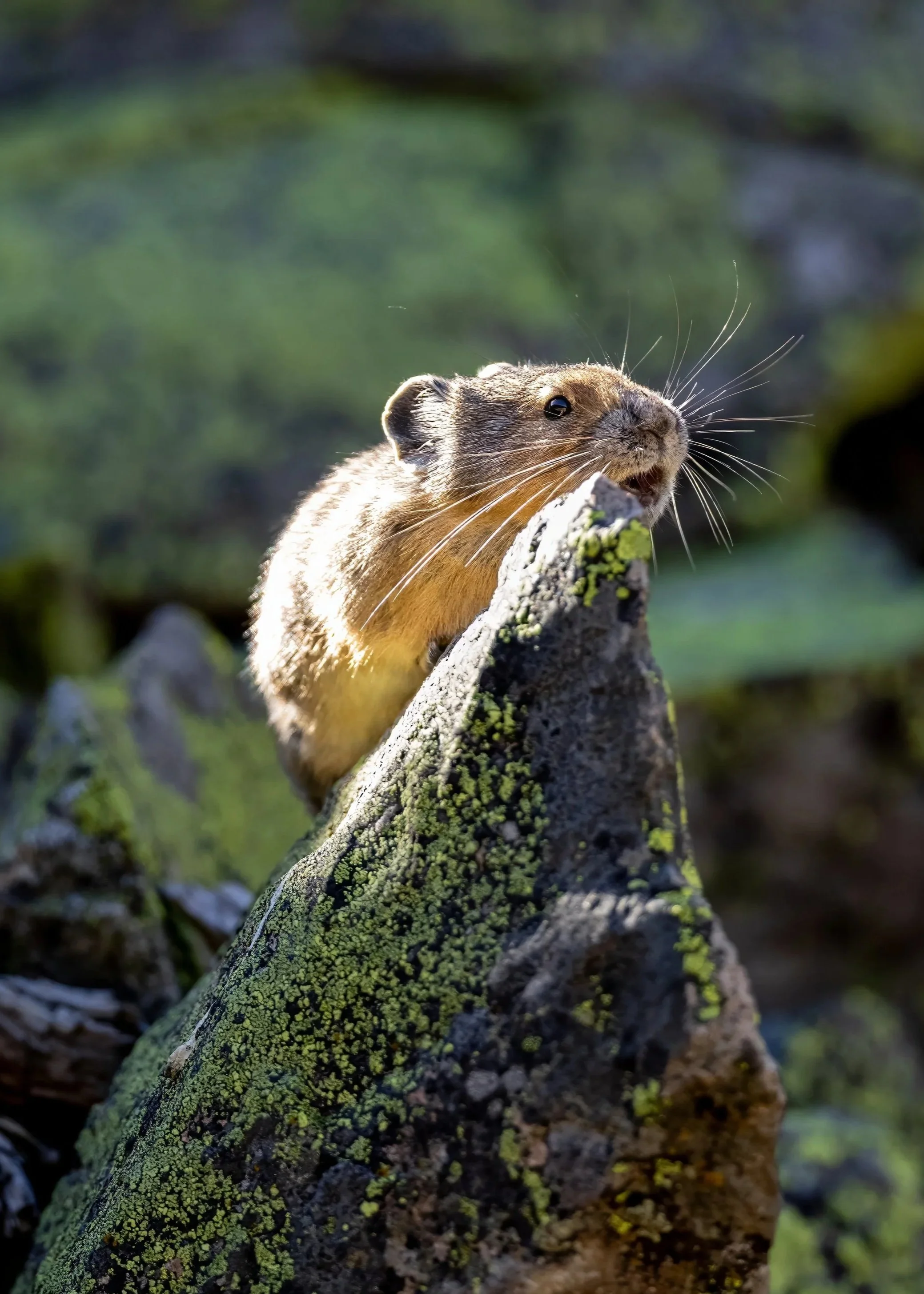 A small furry animal, likely a mink or weasel, perched on a textured tree branch covered with moss and lichen, surrounded by blurred green foliage.