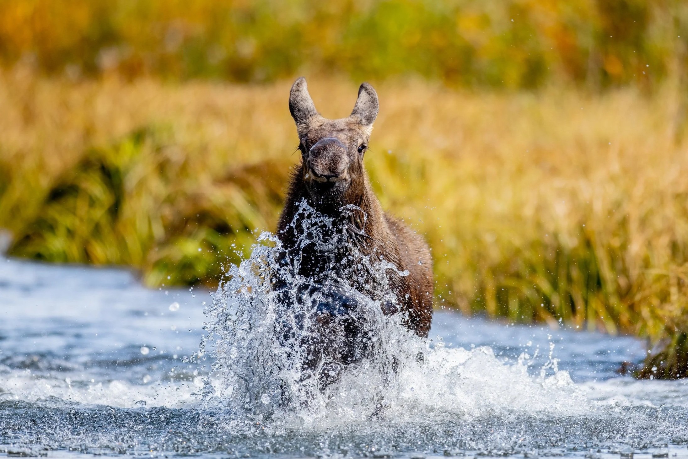 A moose running through a body of water with splashes, surrounded by fall-colored vegetation.