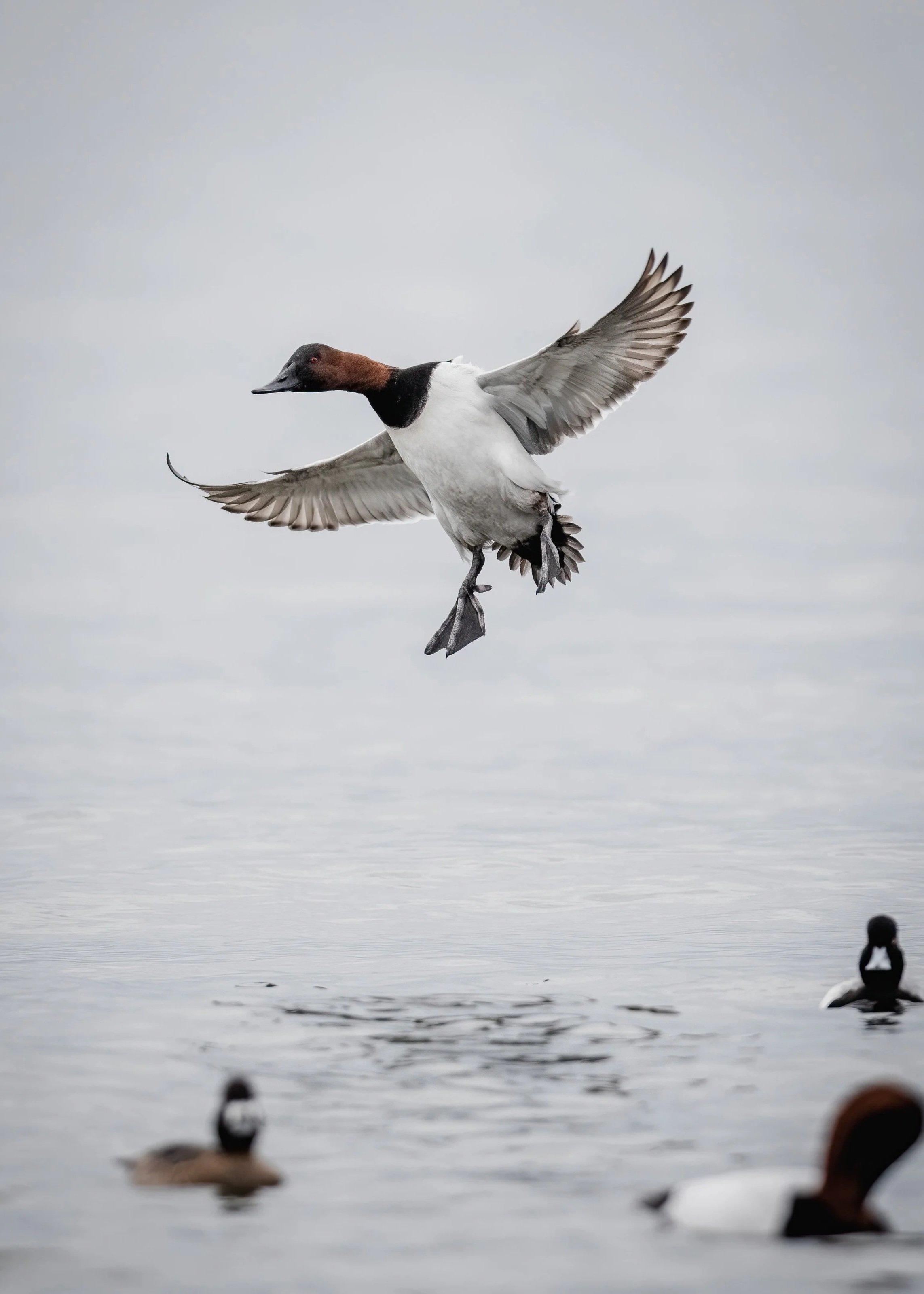 A duck flying above a body of water with other ducks resting on the water's surface.