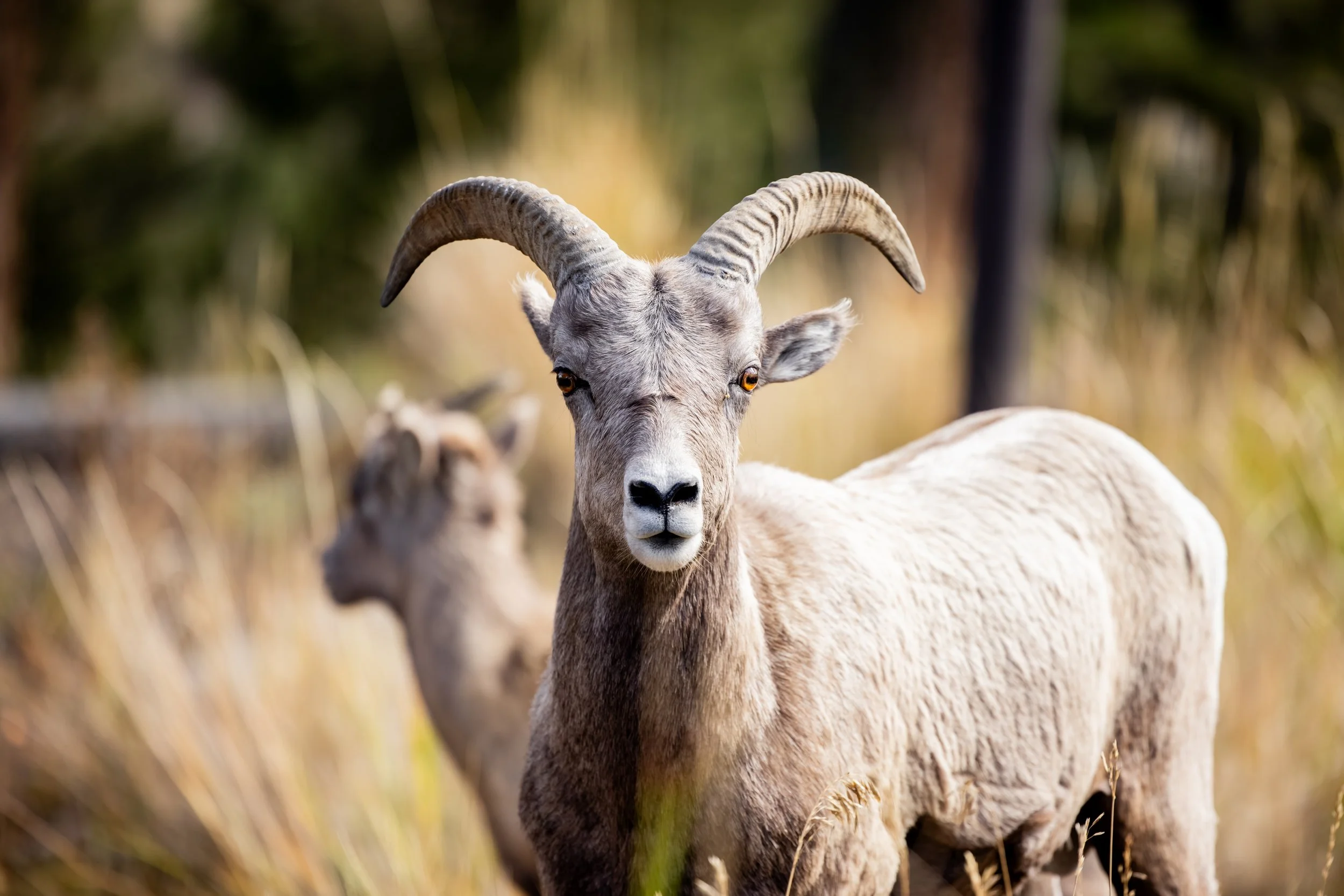 A close-up of a white goat with large, curved horns standing in a field with tall grass, with a blurred background of trees.