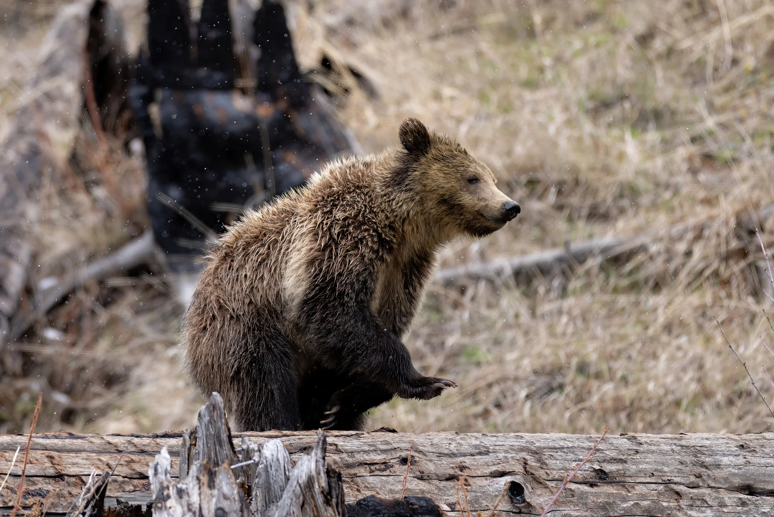 A bear sitting on a fallen log in a natural setting with dry grass and twigs, surrounded by trees or shrubs.
