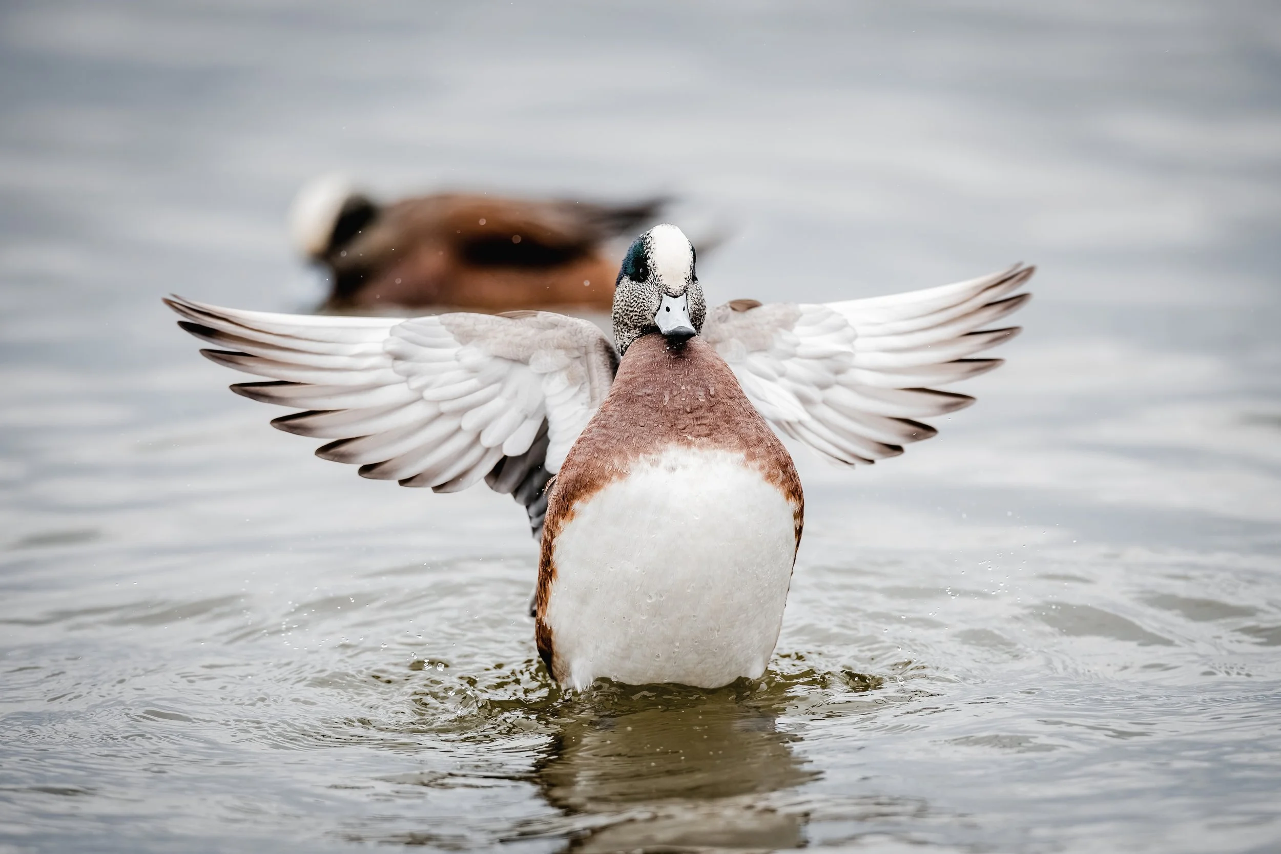 A male mallard duck with a distinctive green head and gray bill is spreading its wings while floating on water, with a blurred female duck in the background.
