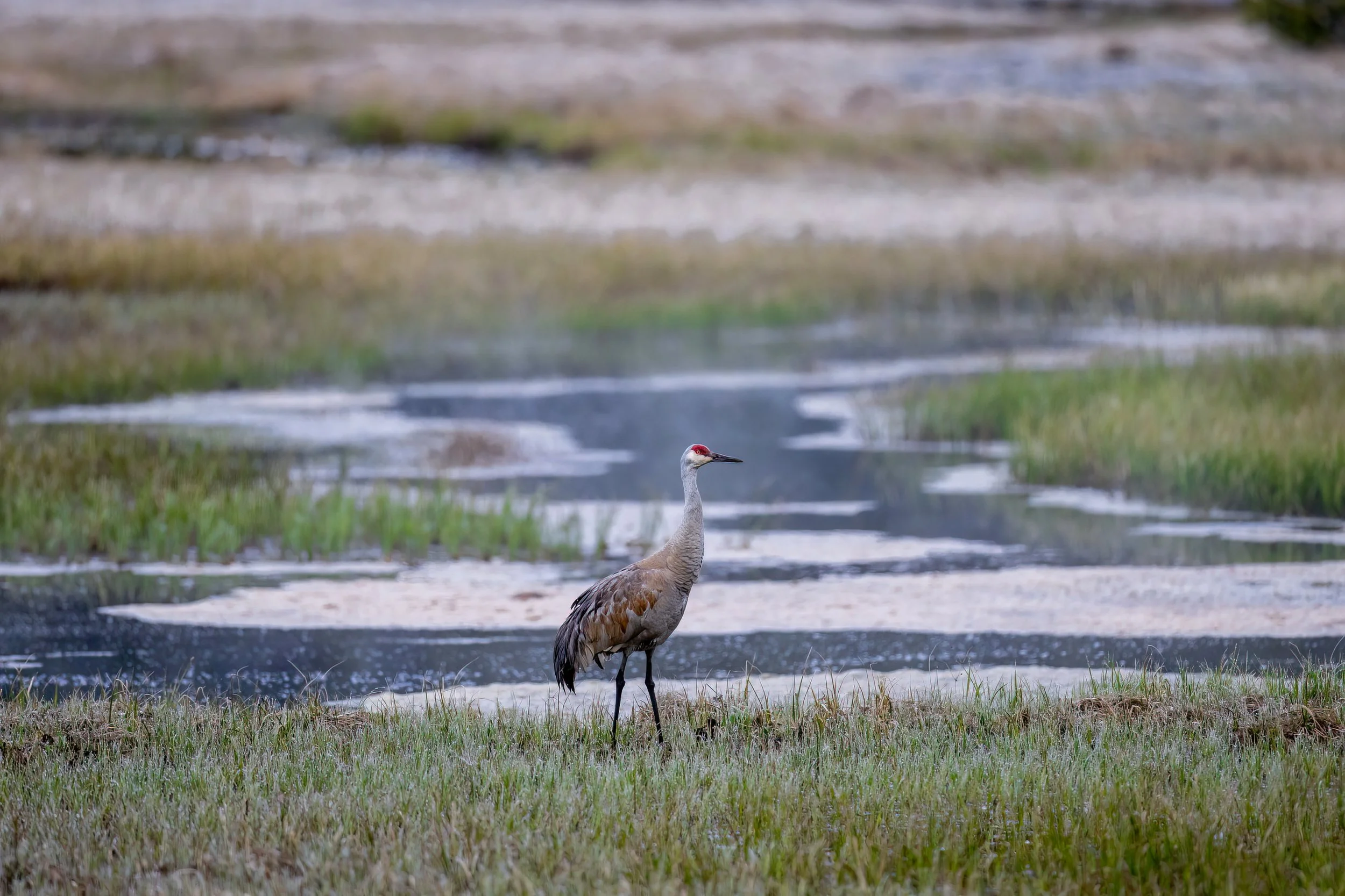 A sandhill crane standing on grassy ground near a water body with marshy surroundings and a muddy shoreline.