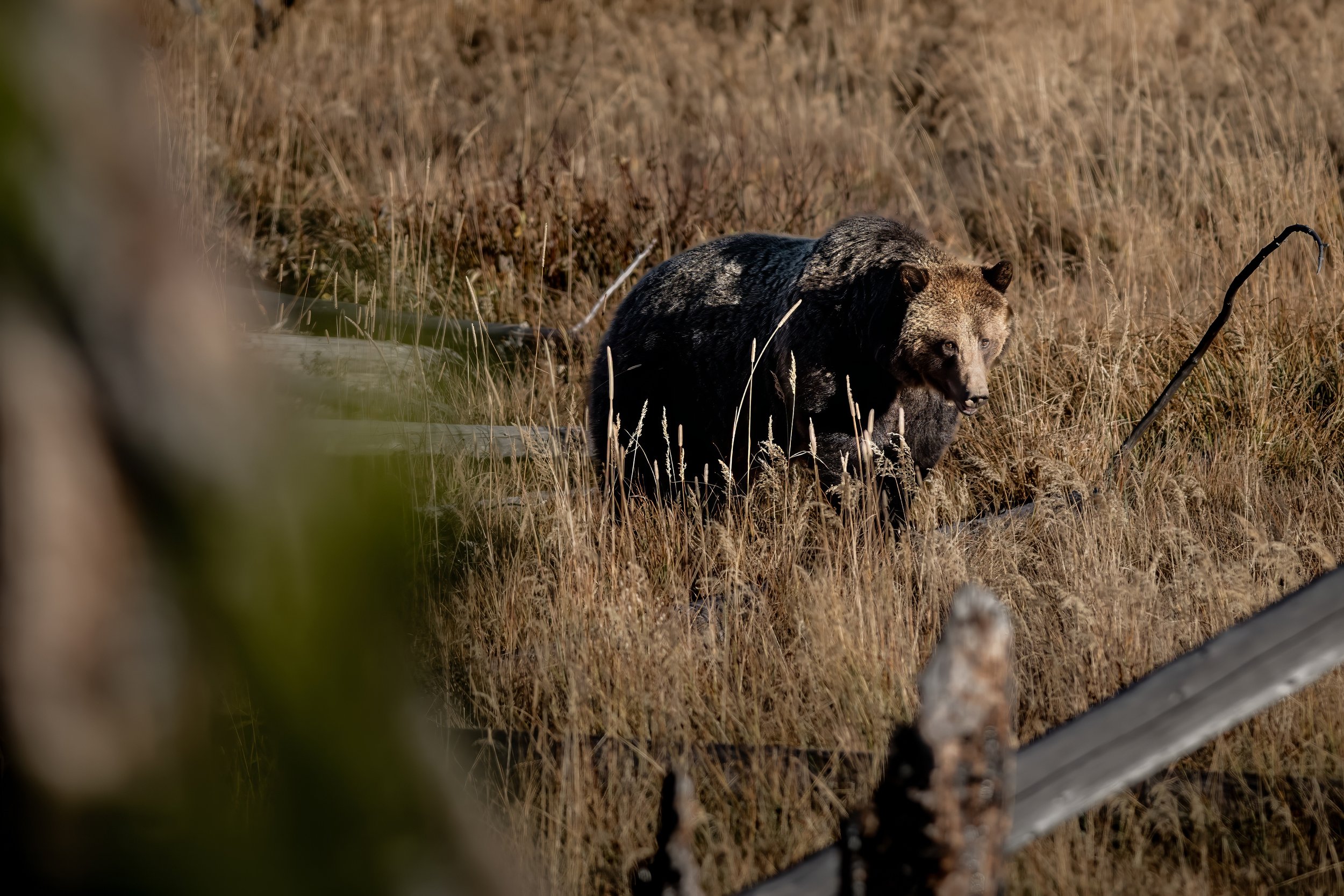 A bear walking through tall, dry grass in a natural setting, seen through a fence and some blurred foreground branches.