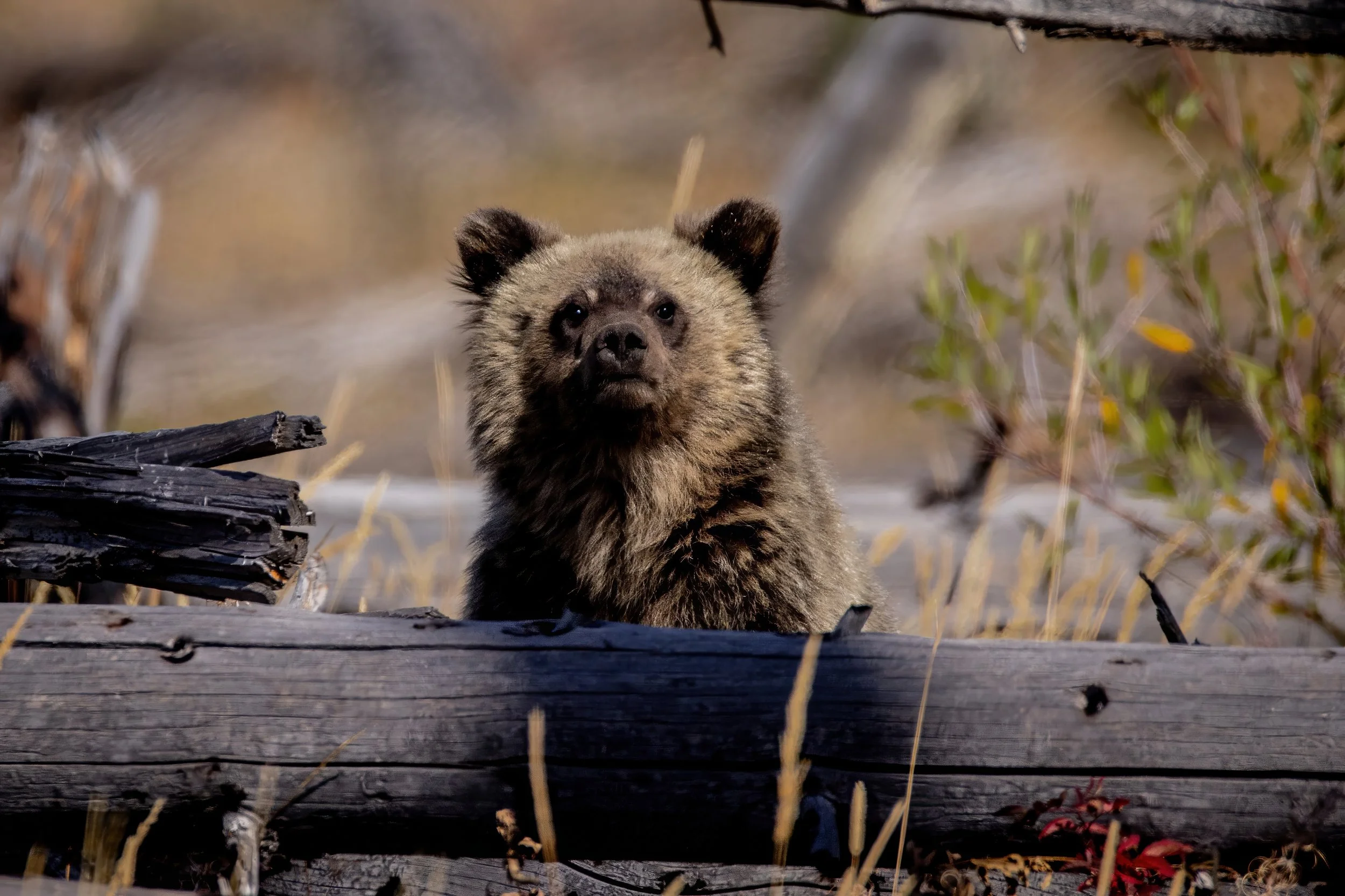 Close-up of a bear cub standing on logs and foliage in a natural outdoor setting.