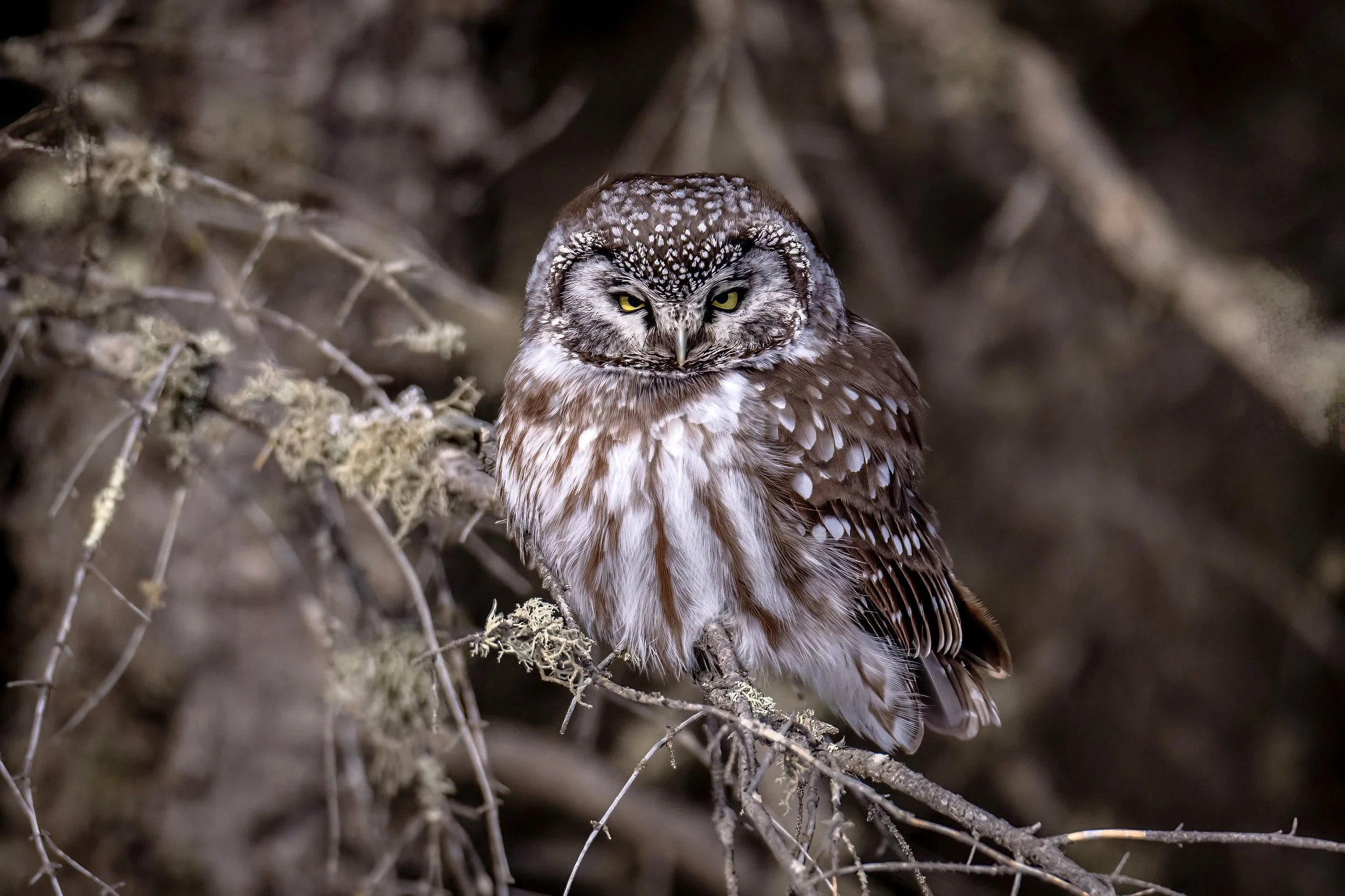 A small brown owl with piercing yellow eyes perched on a branch in a natural environment.