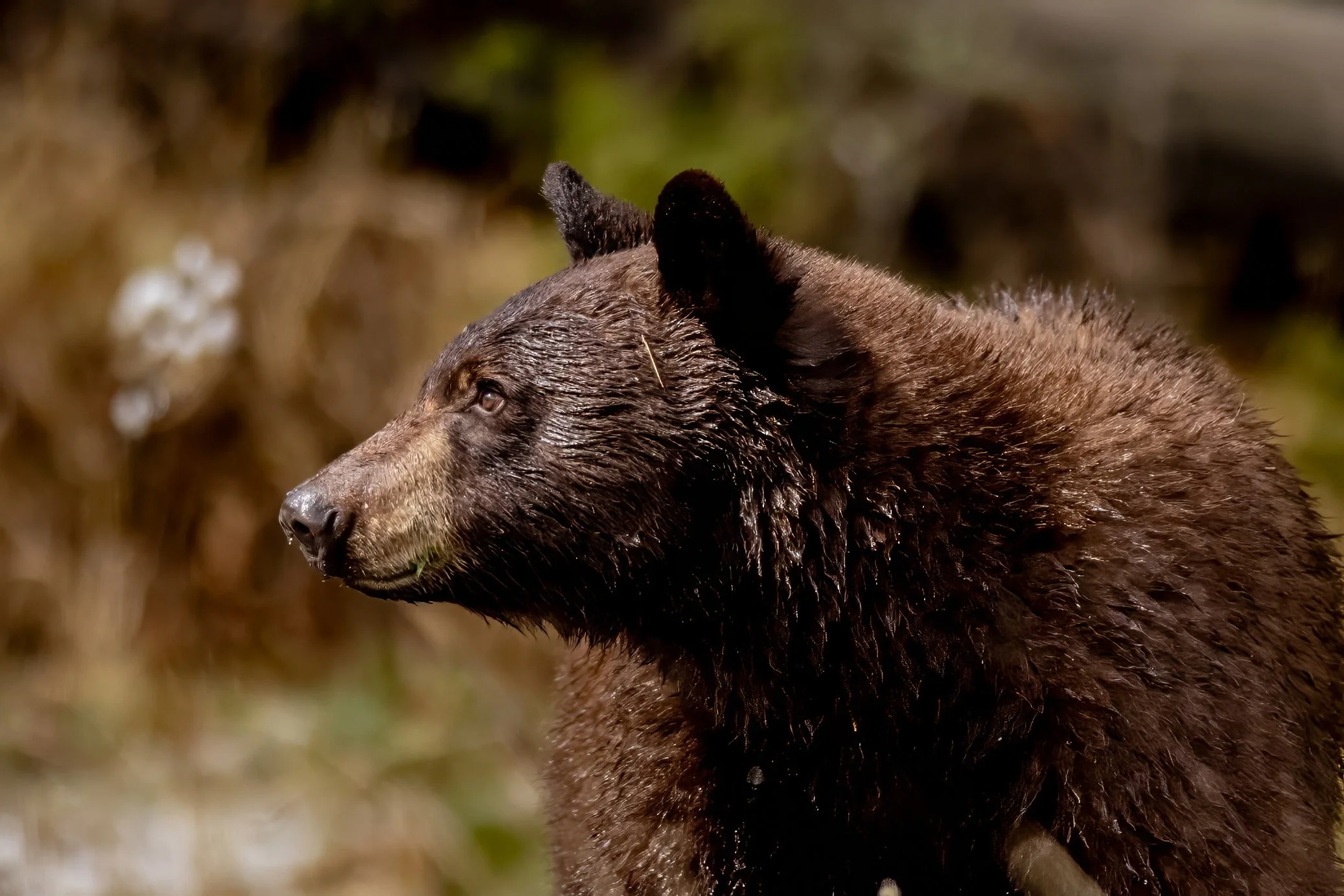 Profile of a brown bear with wet fur and small ears, in a natural outdoor setting.