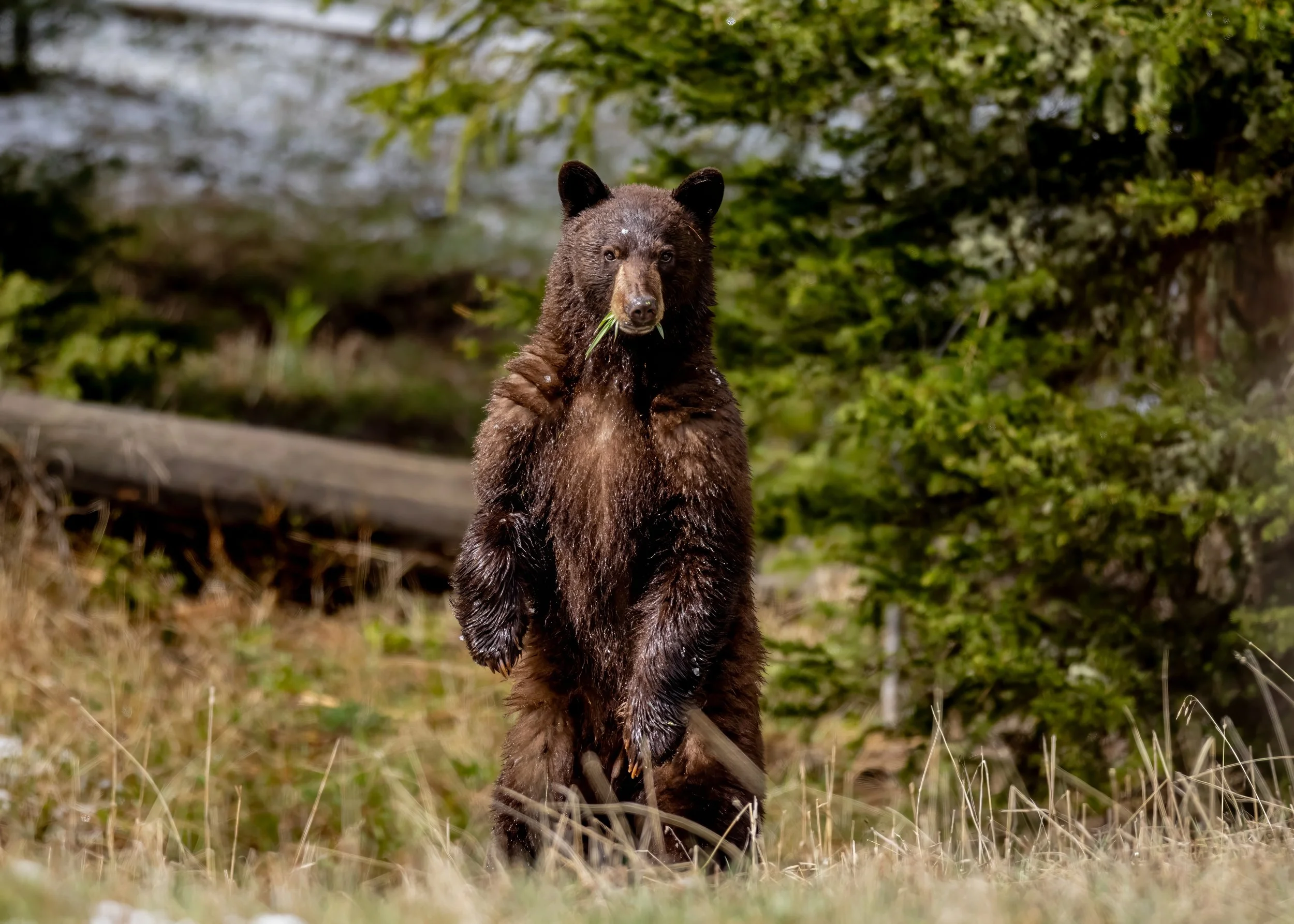 A brown bear standing on its hind legs in a forested area, surrounded by grass and trees, with a piece of grass in its mouth.
