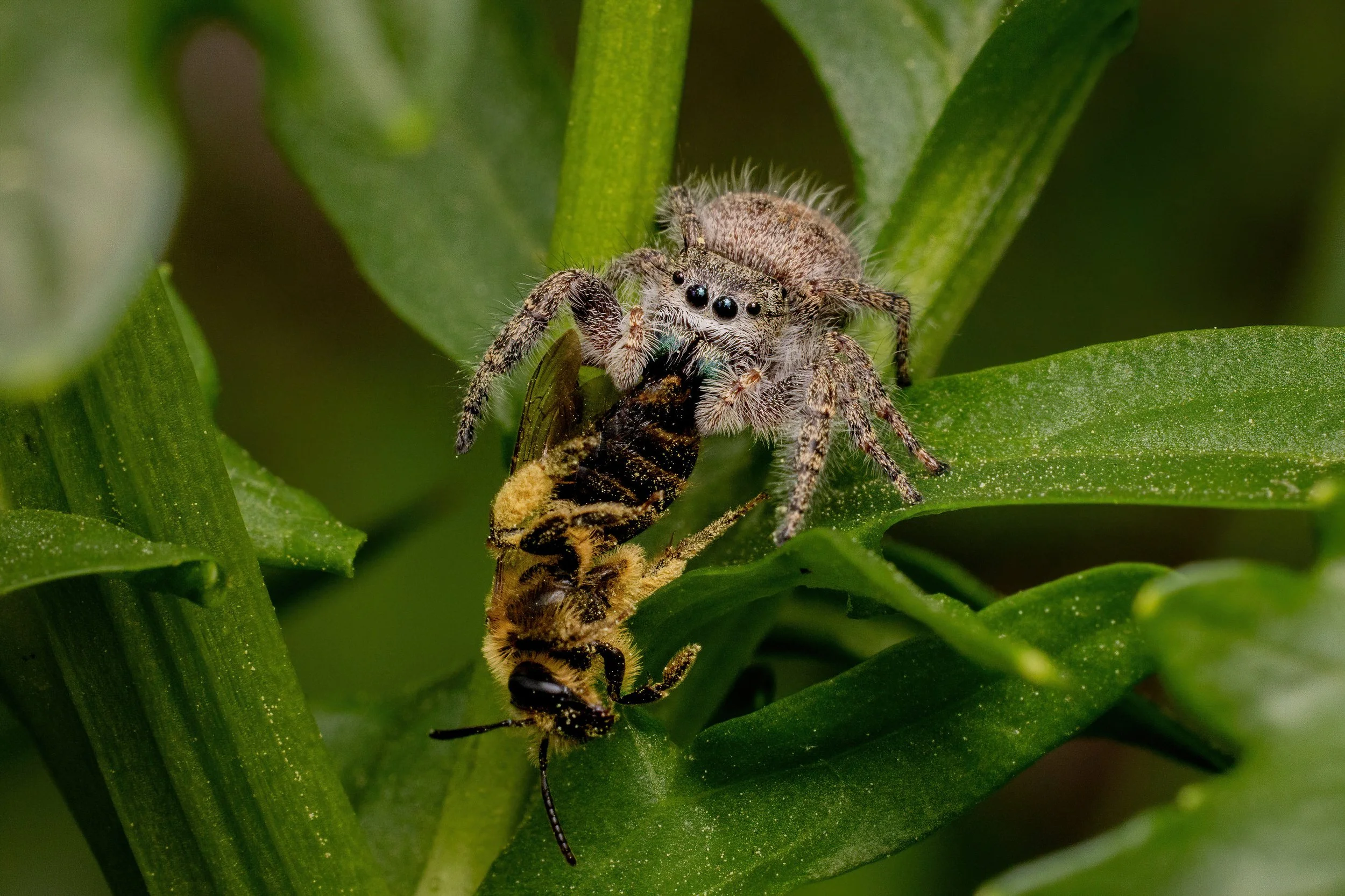 Close-up of a spider capturing a bee among green leaves.