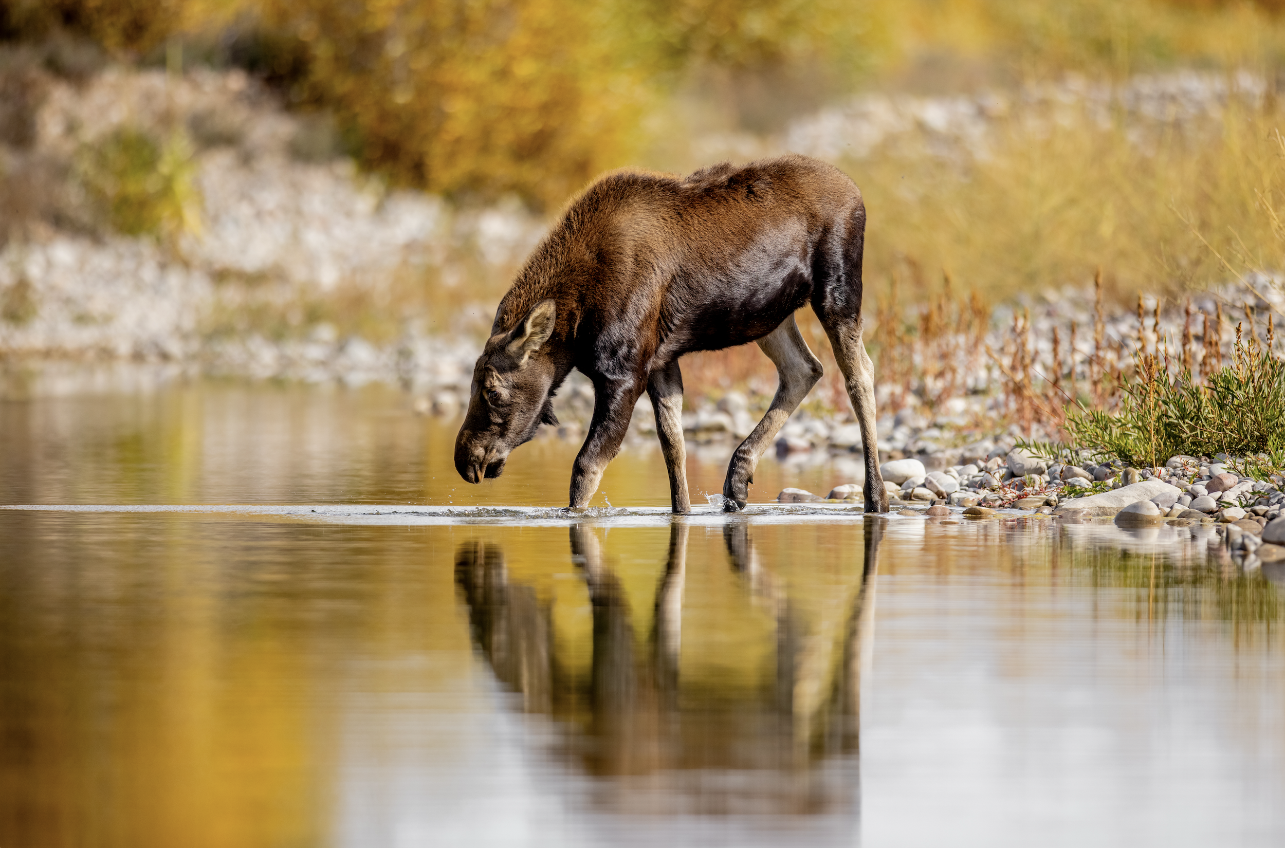 A brown moose standing in shallow water near a rocky shoreline, with a backdrop of autumn-colored trees.