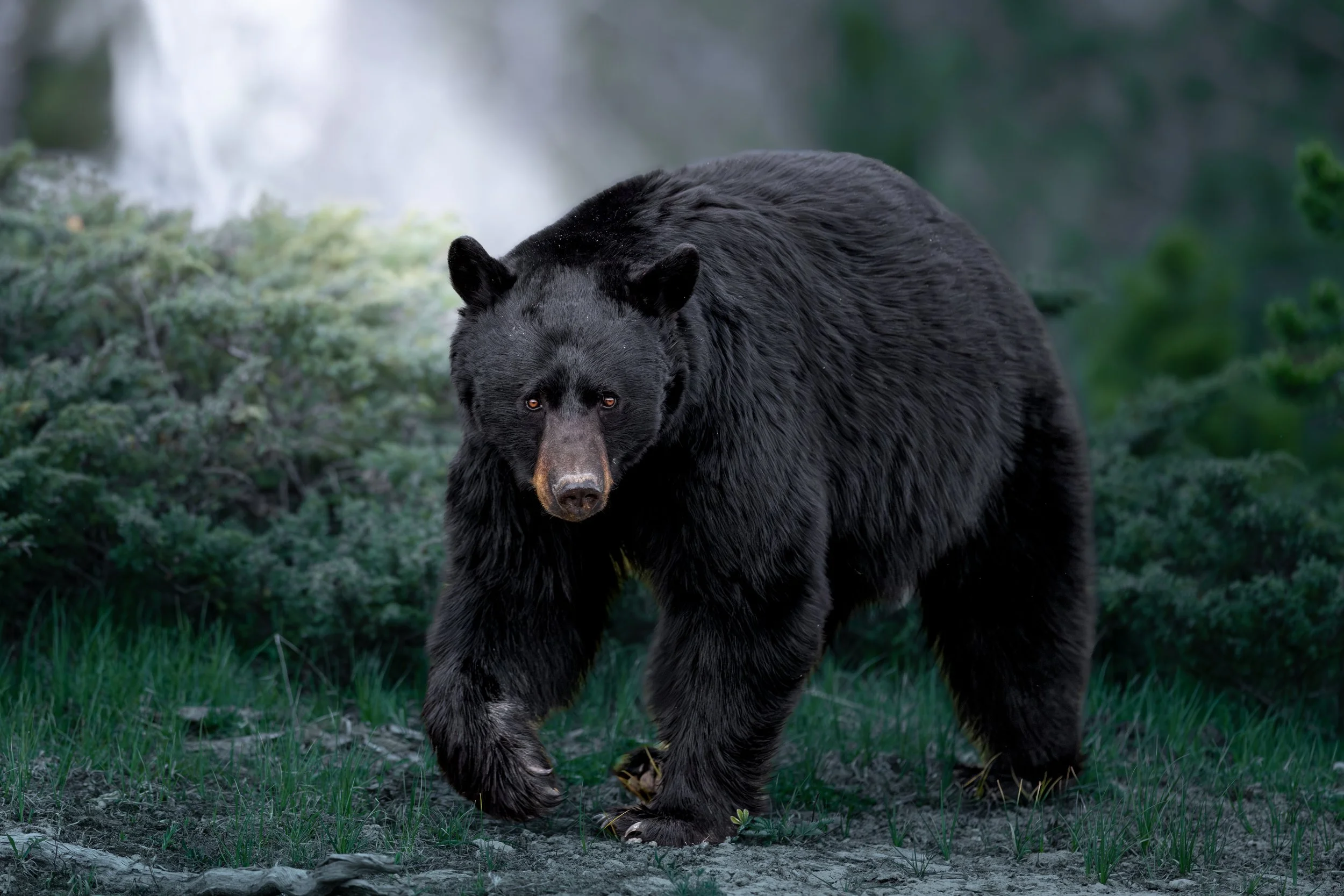 A large black bear walking through a forest with green foliage and a waterfall in the background.