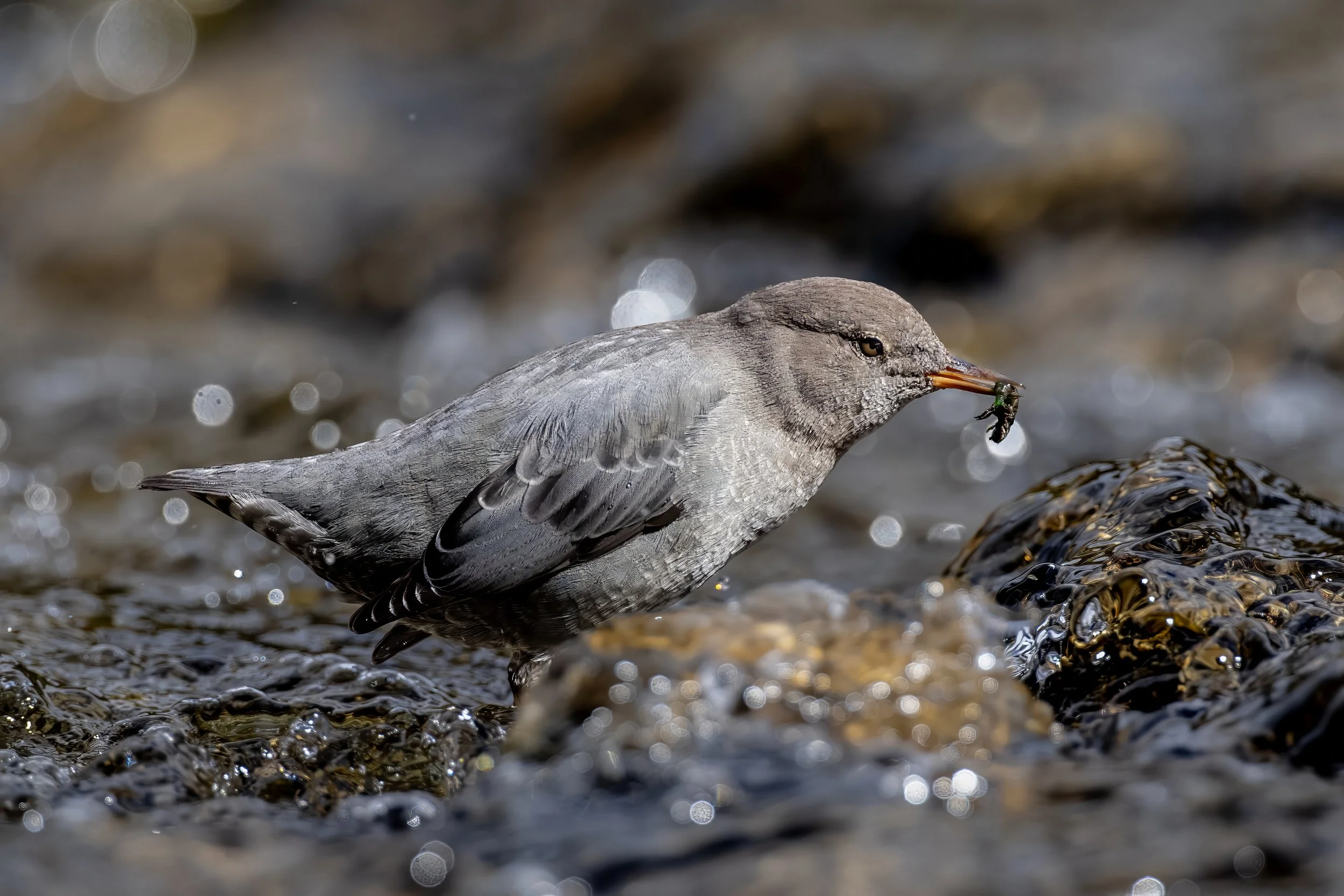 A gray bird with a long beak holding a green insect in its beak, standing on rocks in water.