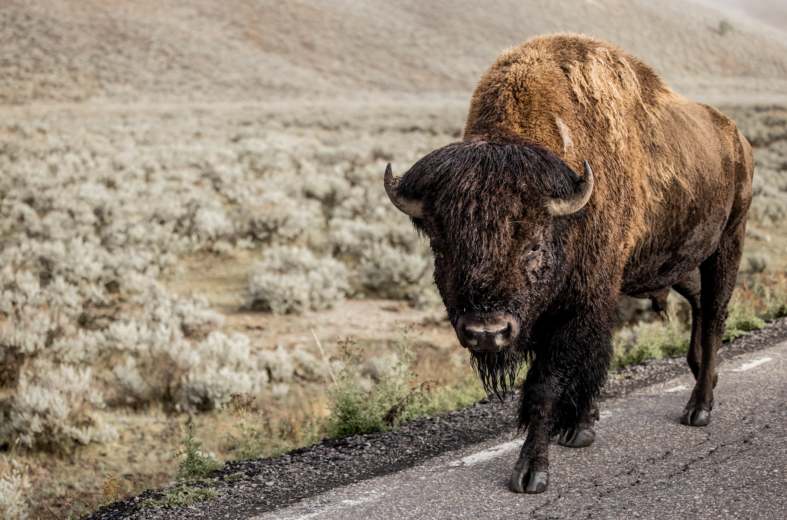 A bison walking along a trail in a grassy, hilly landscape.