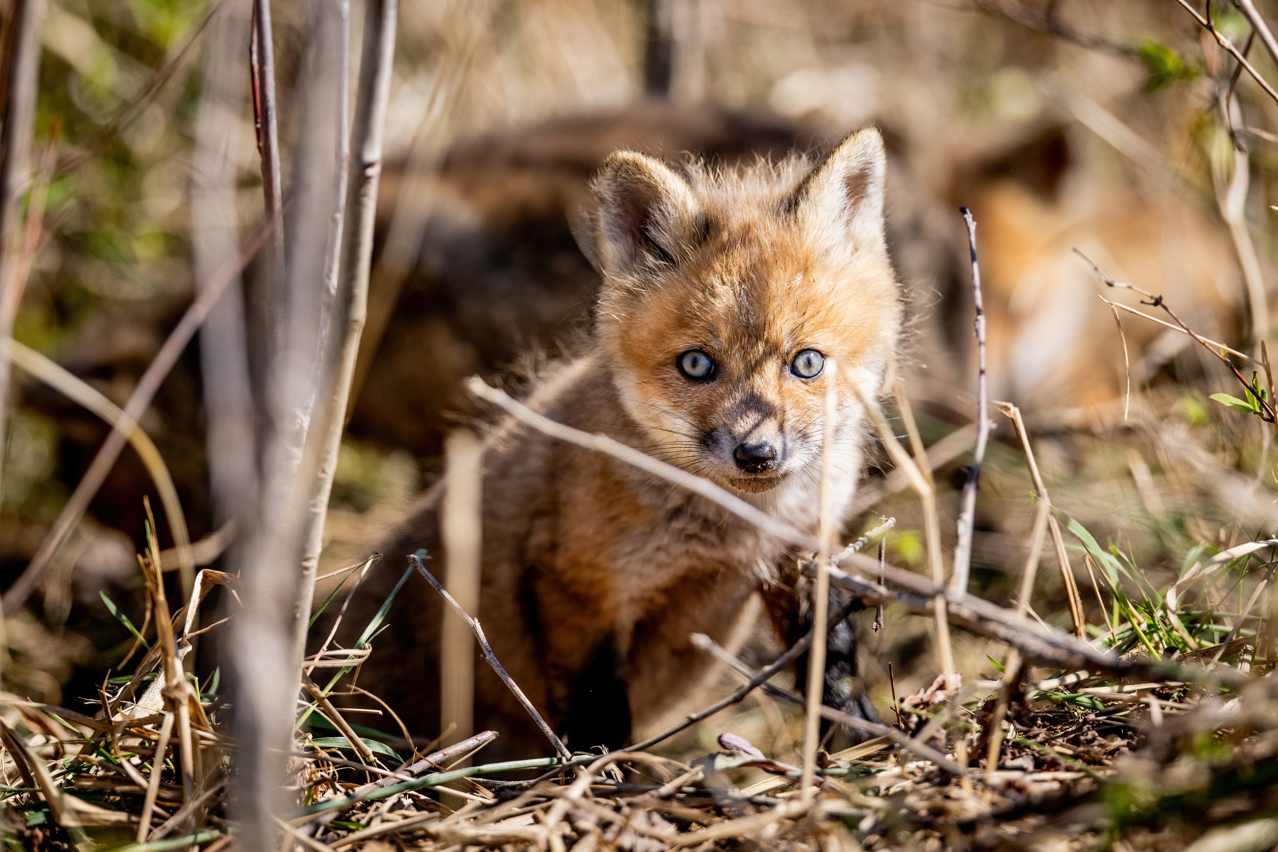 A small fox cub with blue eyes and reddish-brown fur standing amid dry grass and twigs in a natural outdoor setting.