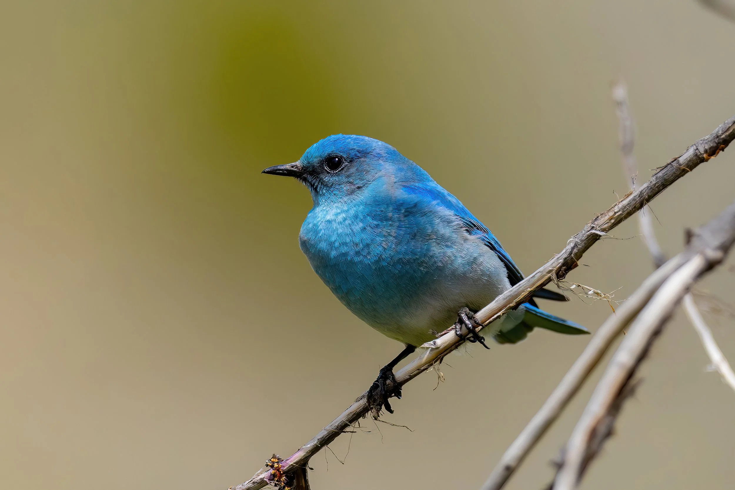 A small blue bird perched on a thin, dry branch.