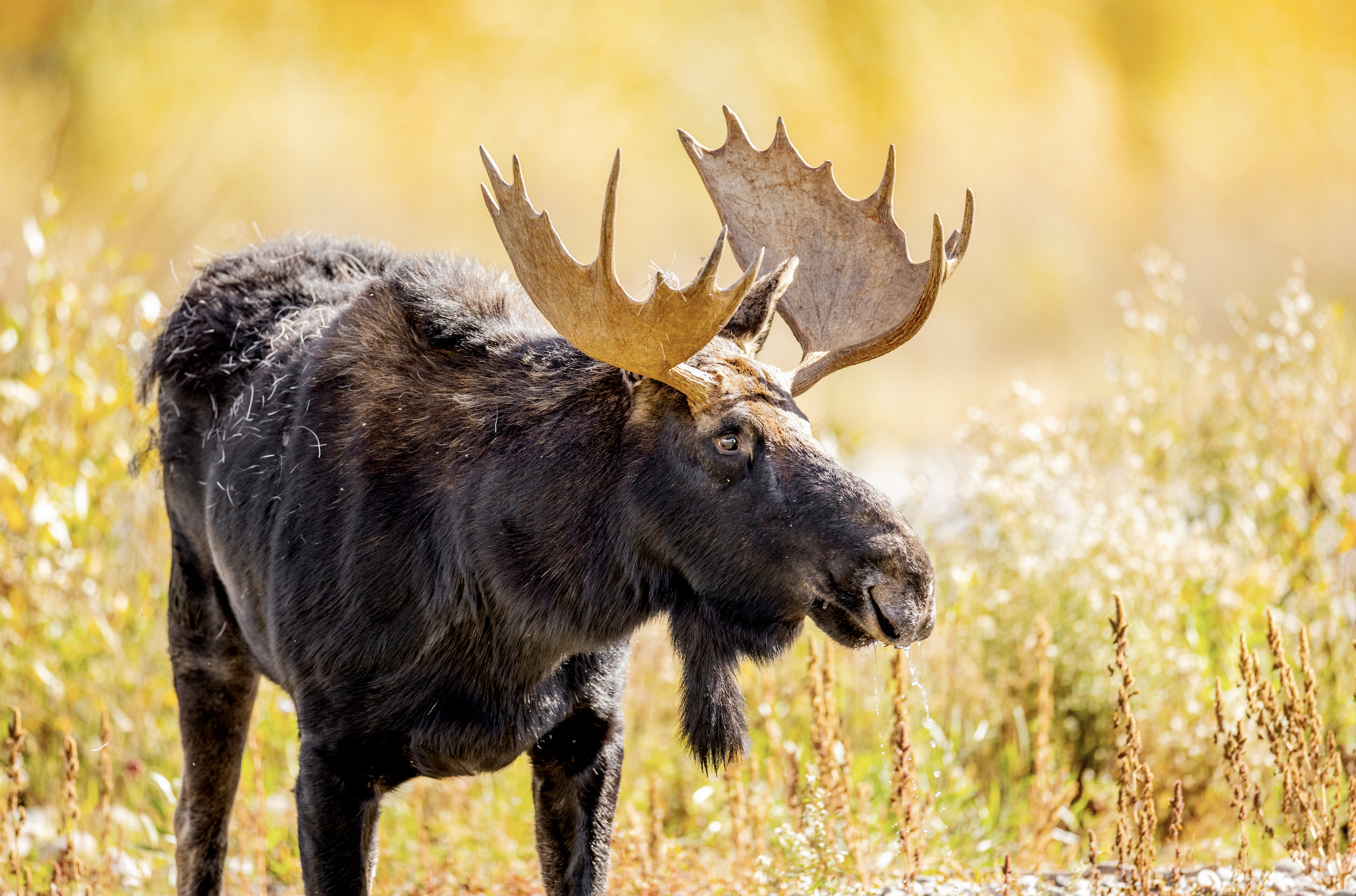 A moose with large antlers standing in a field during autumn.