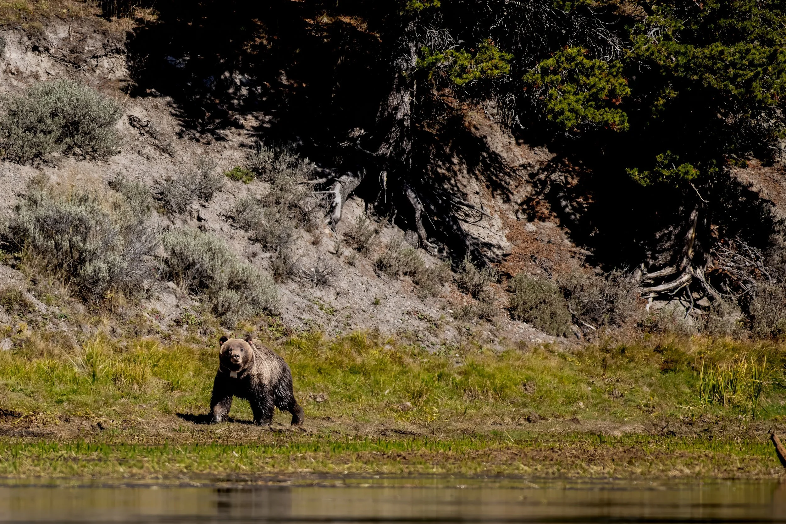 A bear standing on grass near a body of water with a sloping hillside and trees in the background.