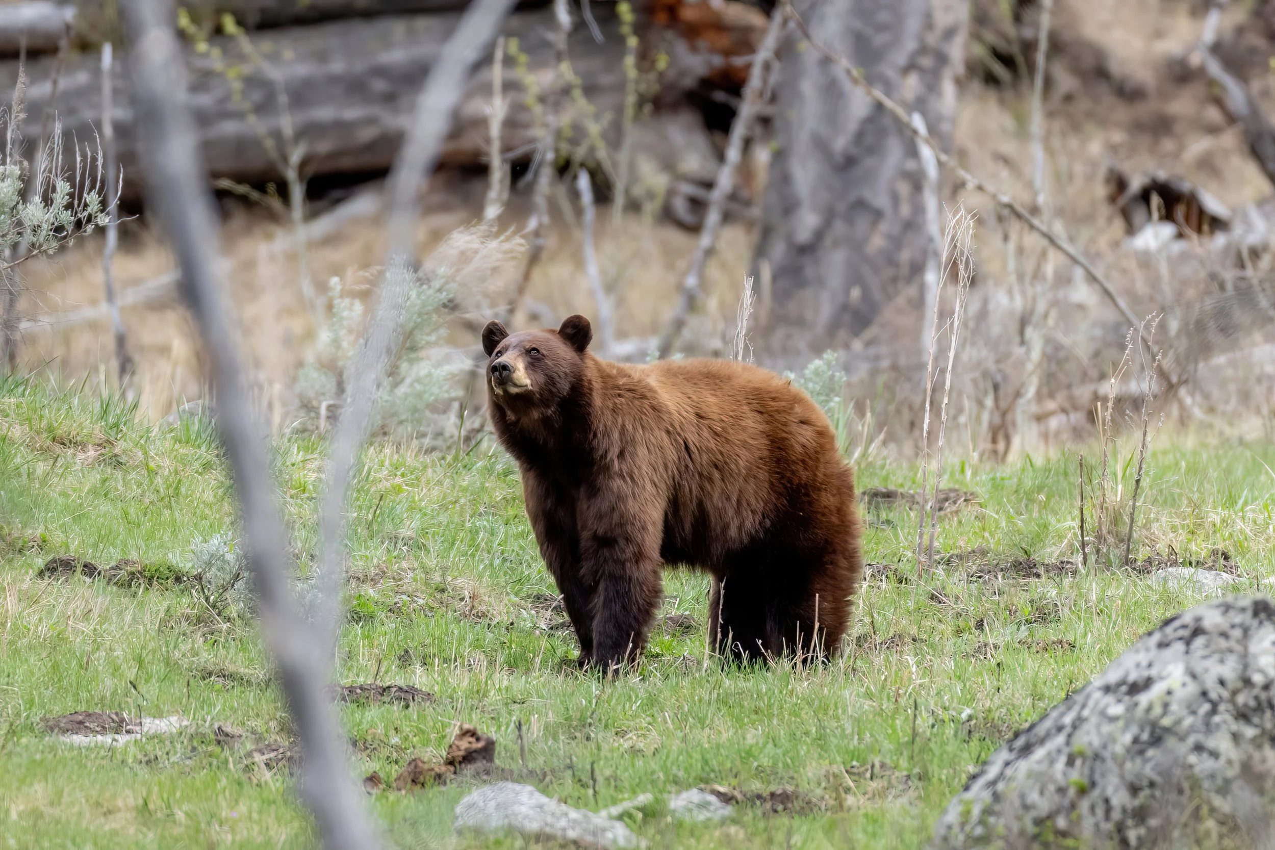 A brown bear standing on green grass in a wooded area with trees and branches around.