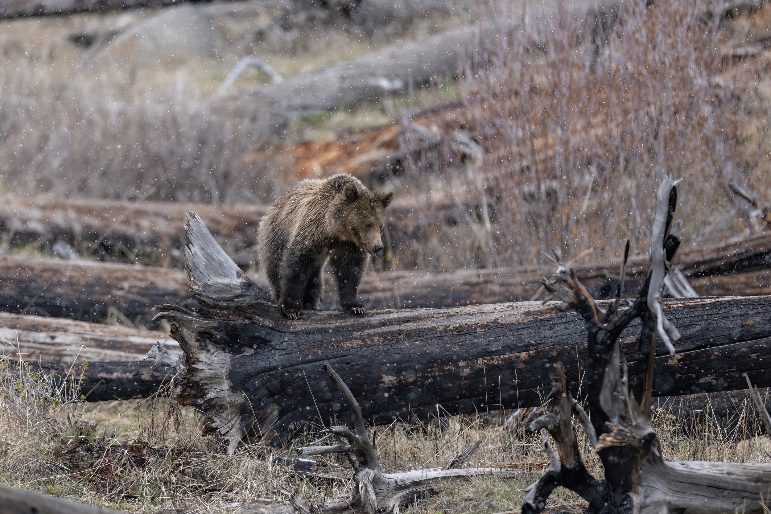 A brown bear standing on a fallen tree trunk among dry grass and branches in a wooded area with a blurred background.