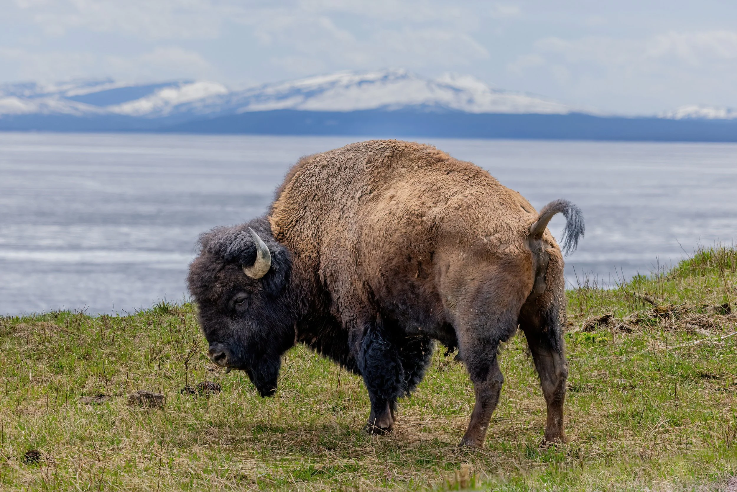 A bison grazing on green grass near a body of water with snow-capped mountains in the distance.