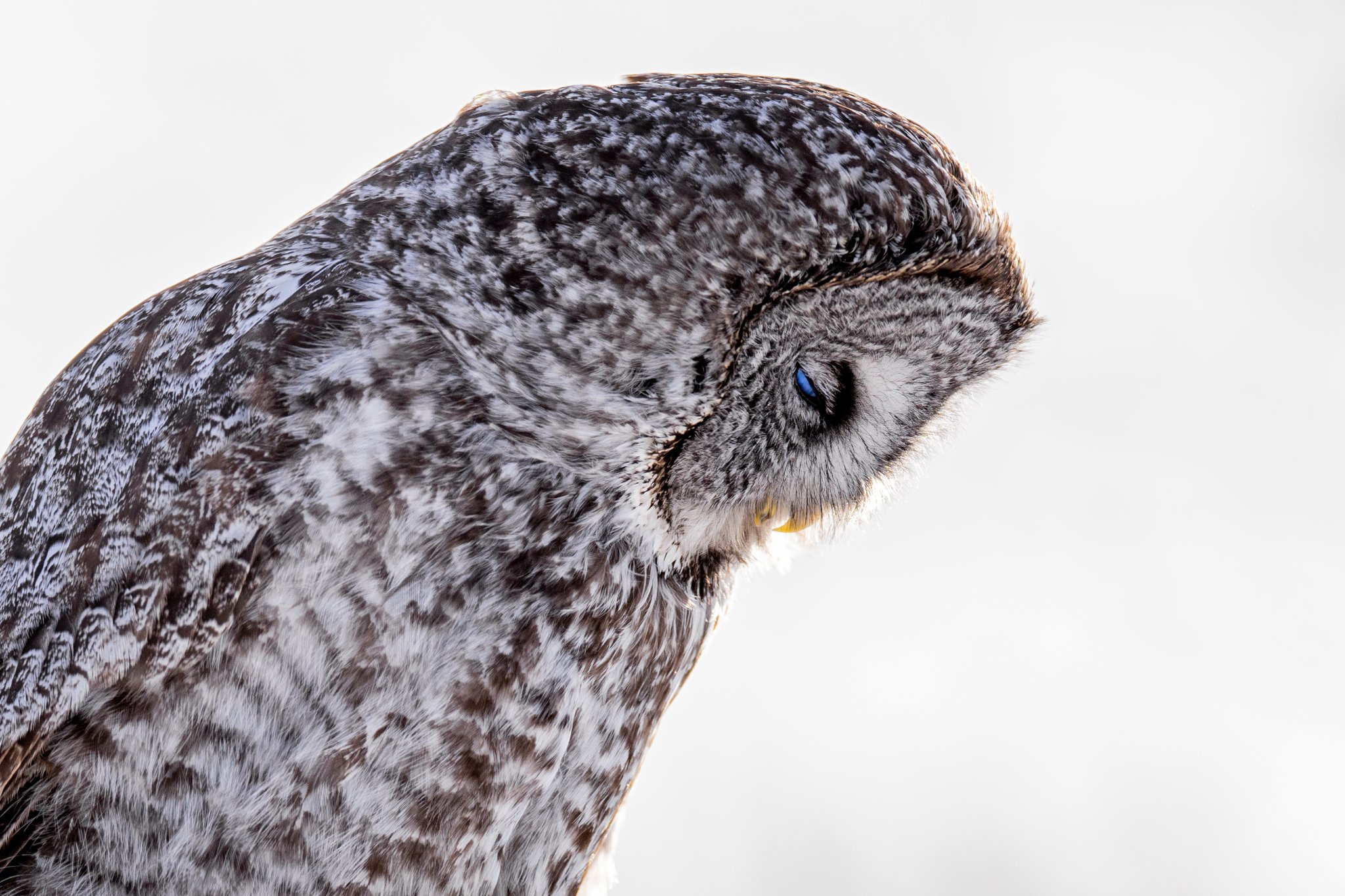 Close-up of a snowy owl with its eyes closed, facing downward.