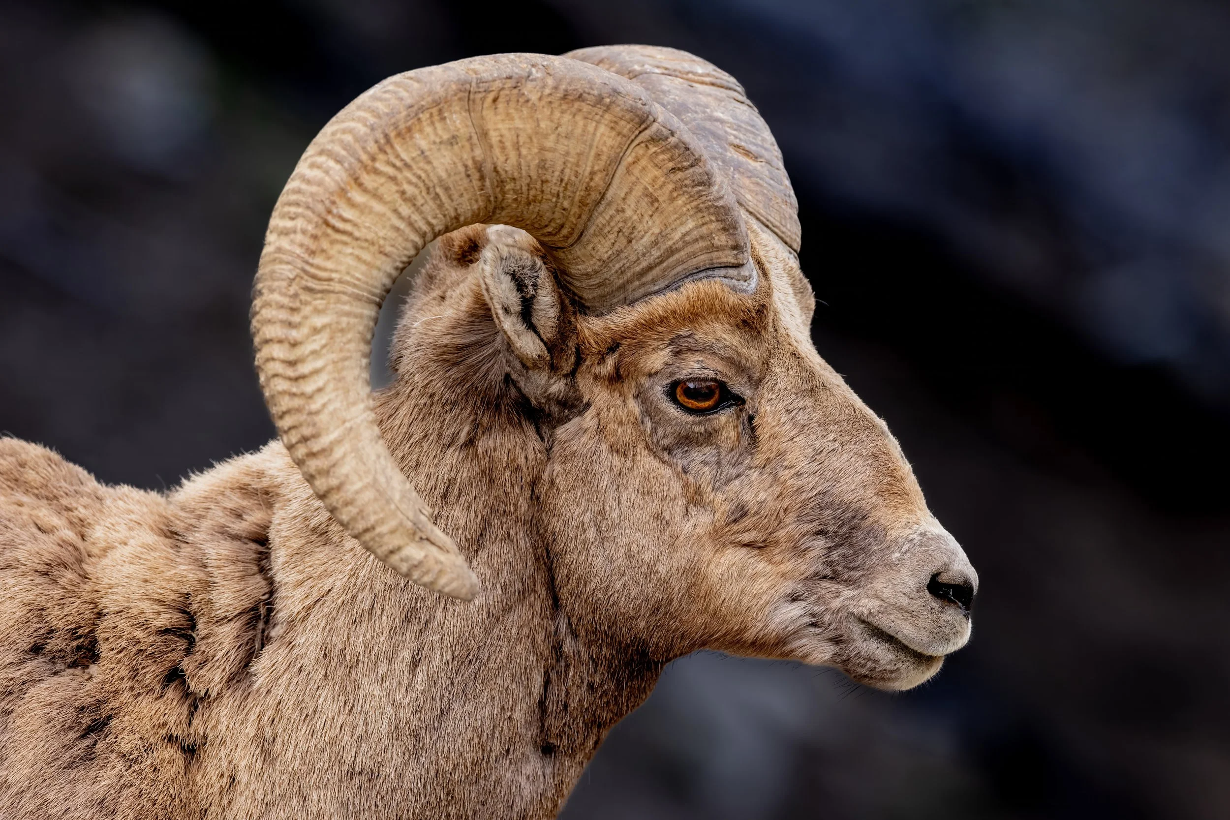 Close-up of a goat with large, curved horns and tan fur, against a blurred dark background.