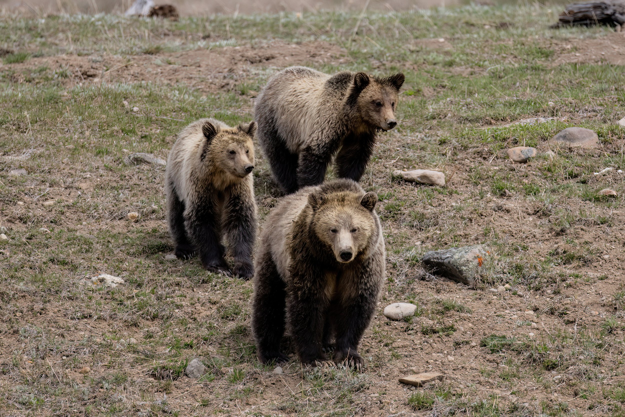 A group of four grizzly bears walking on a grassy and rocky terrain.