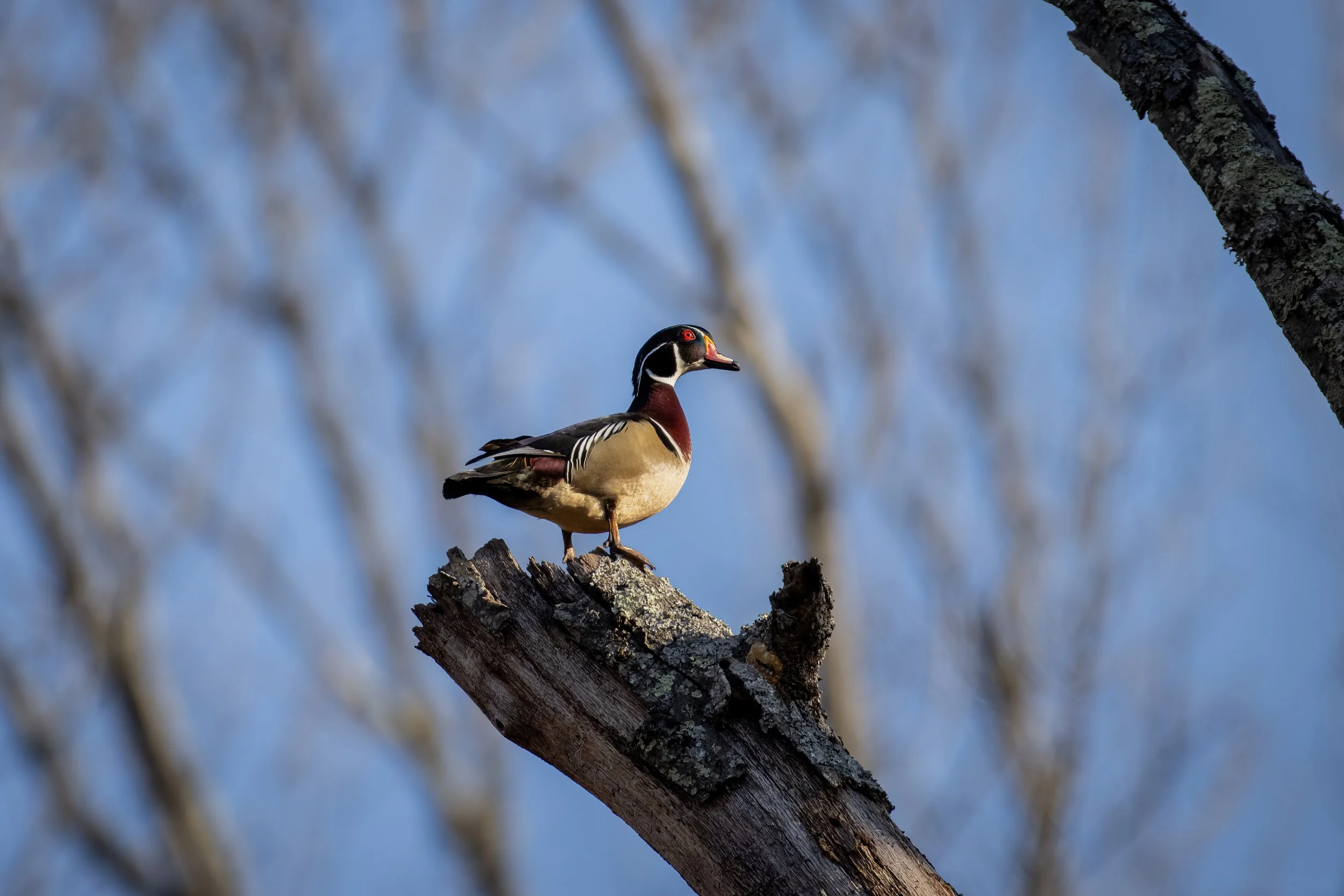 A wood duck perched on a tree branch against a background of blurred bare branches and blue sky.