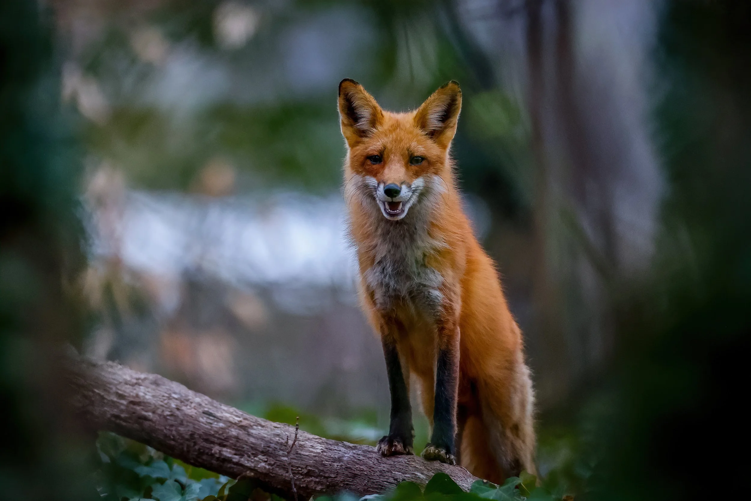A red fox standing on a tree branch in a forest, looking towards the camera with a slightly open mouth.