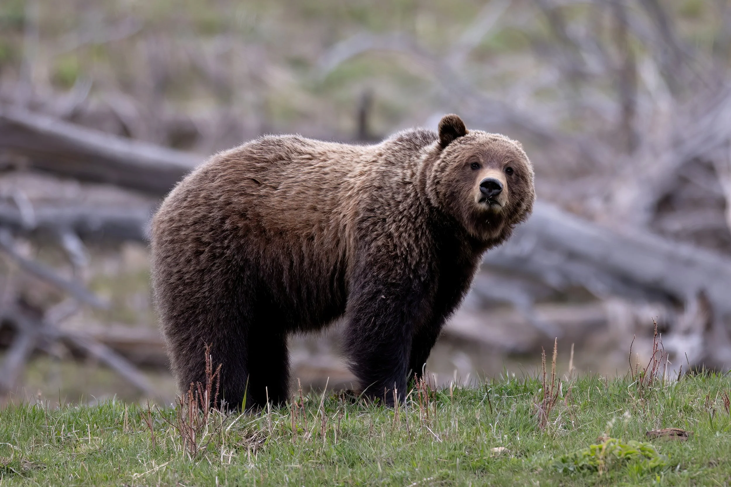 A brown bear standing on grassy terrain in a forested area with fallen tree branches in the background.
