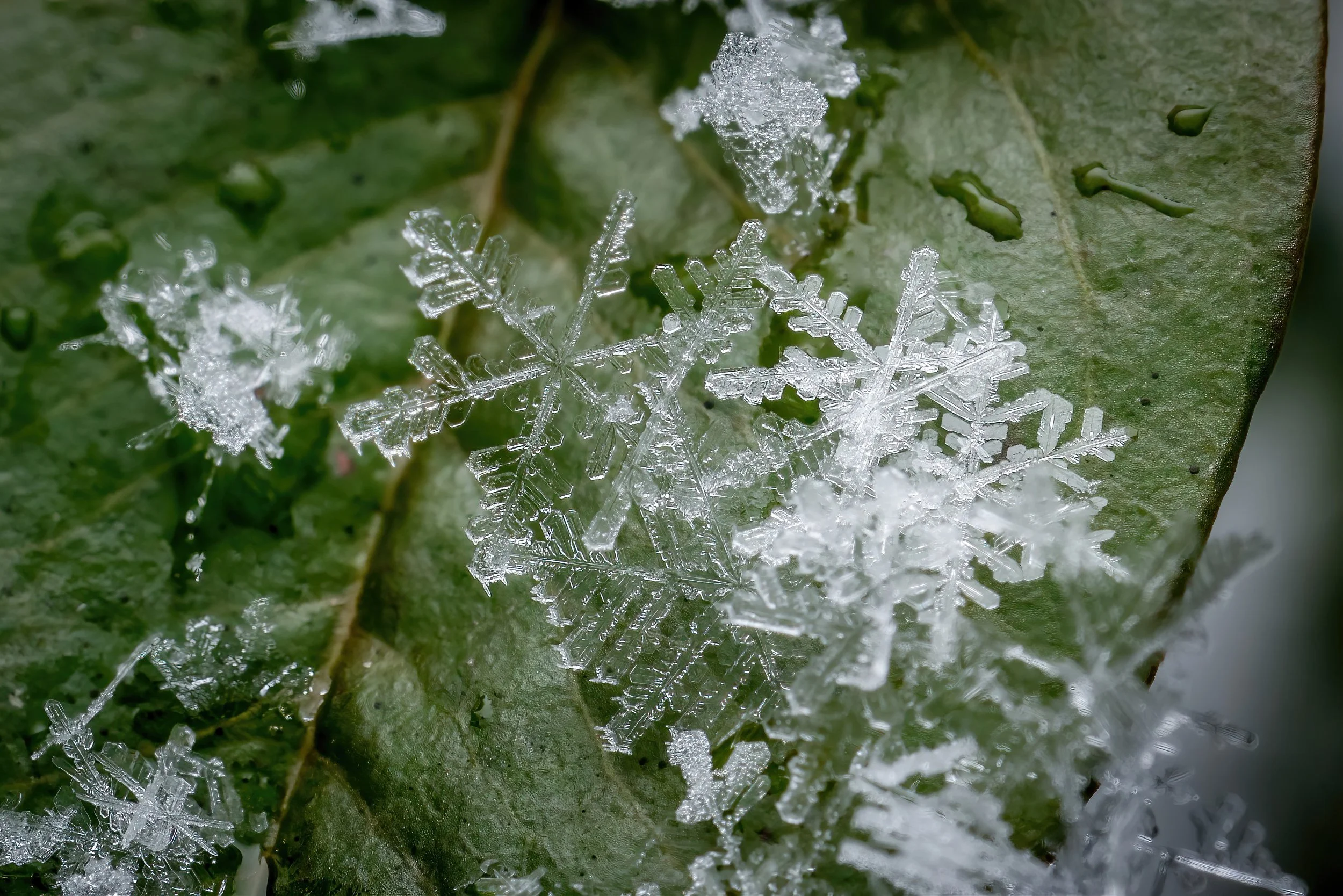 Close-up of a snowflake resting on a green leaf, with other snowflakes in the background.