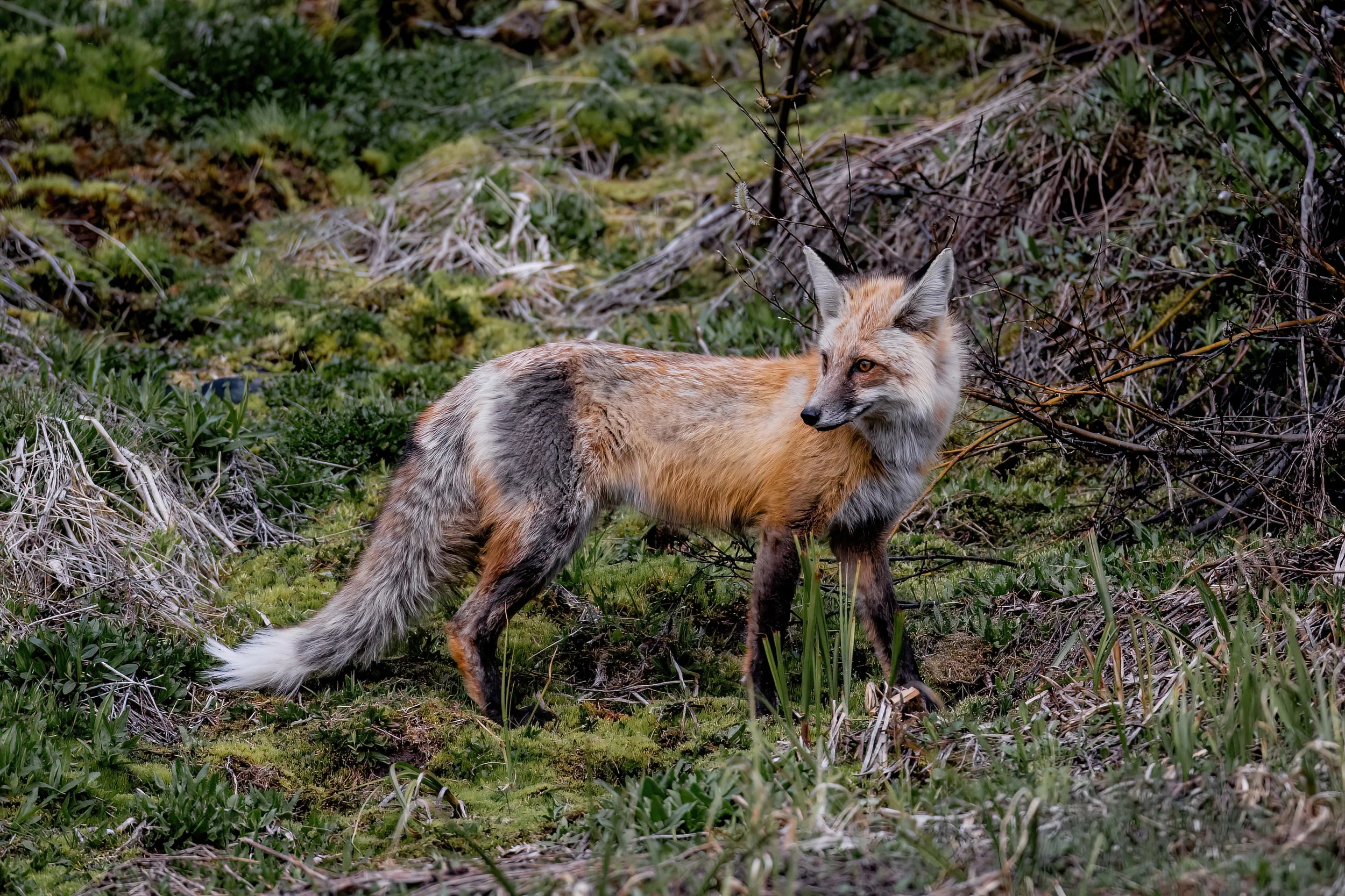 A fox standing in a grassy, mossy, and tangled underbrush area with small branches and dried foliage.