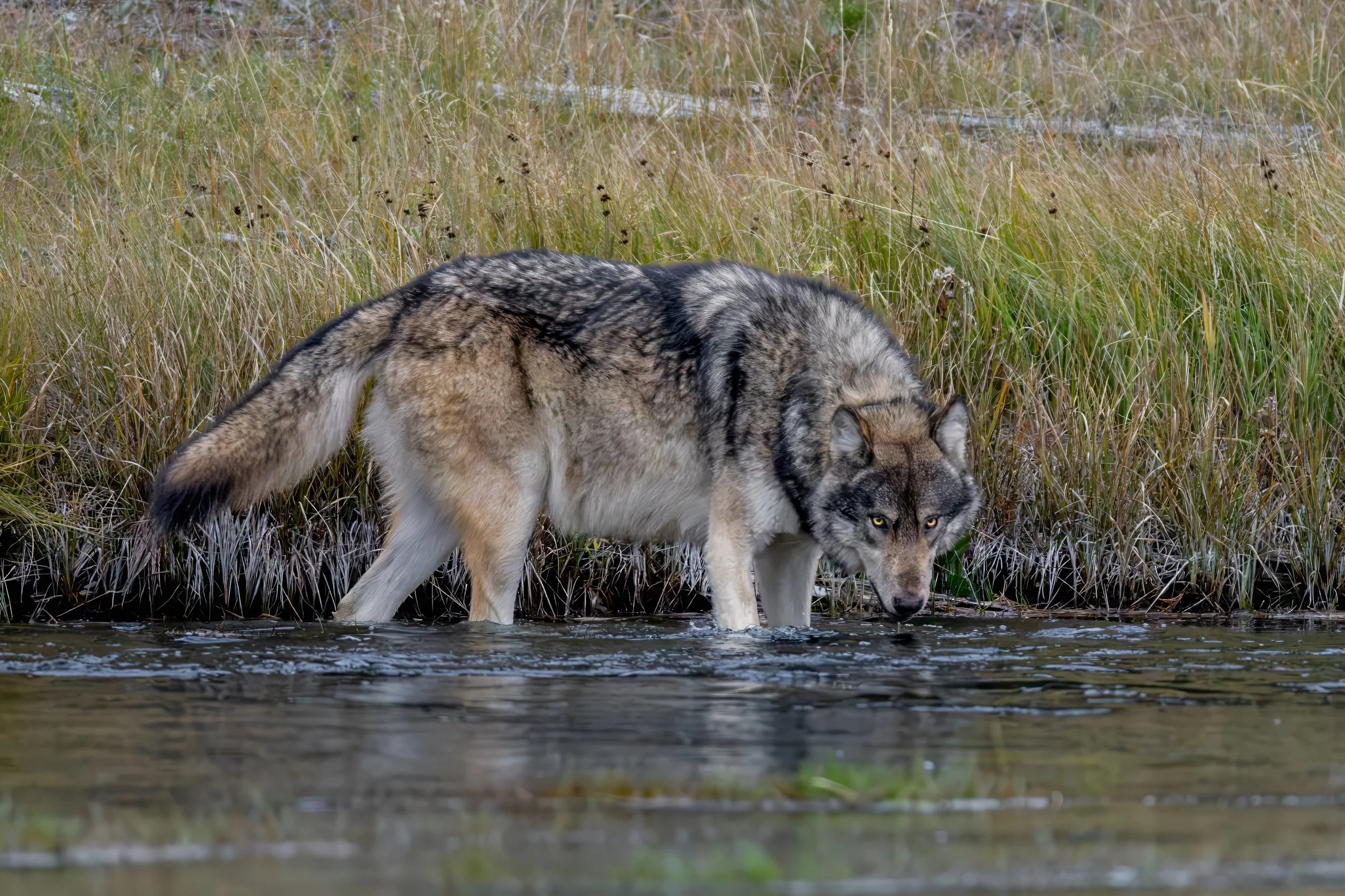 A gray and white wolf wading through water in a grassy wetland area.