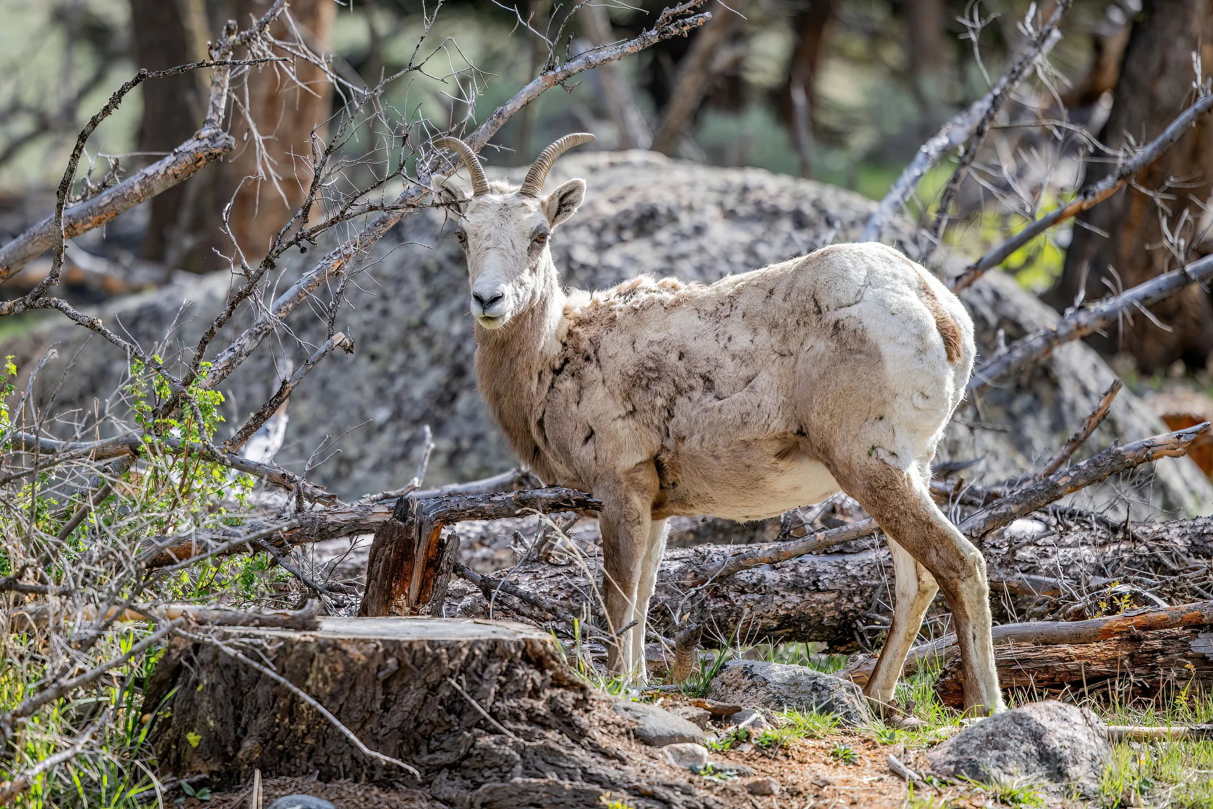 A goat standing among fallen branches and logs in a forested area with trees and green vegetation in the background.