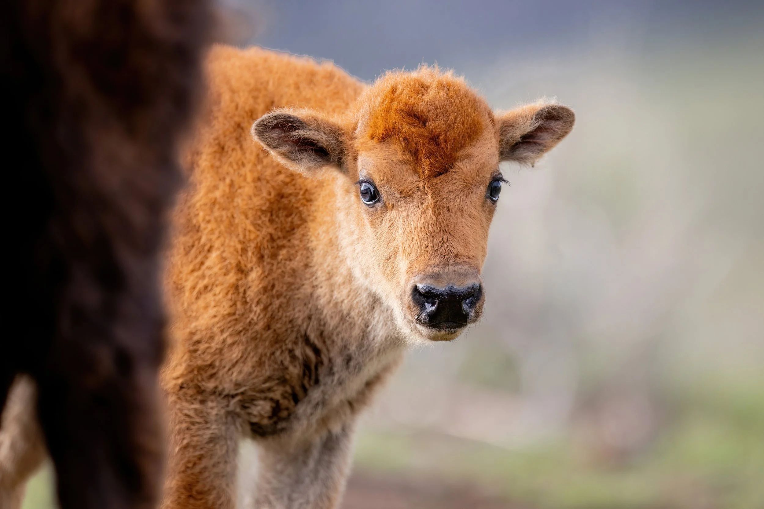 Close-up of a brown calf with big eyes, standing outdoors, partially framed by another animal in the foreground.