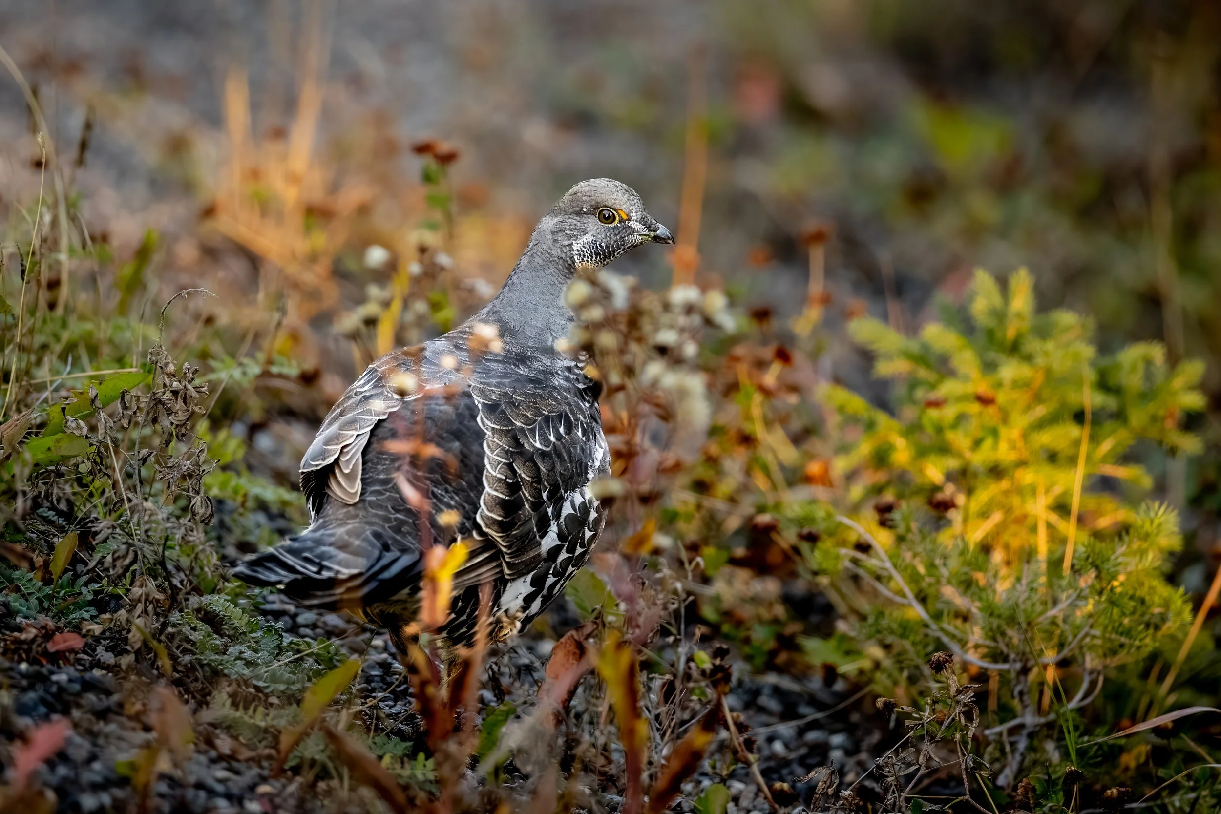 A bird, likely a hawk, standing among dry and green plants with a blurred natural background.