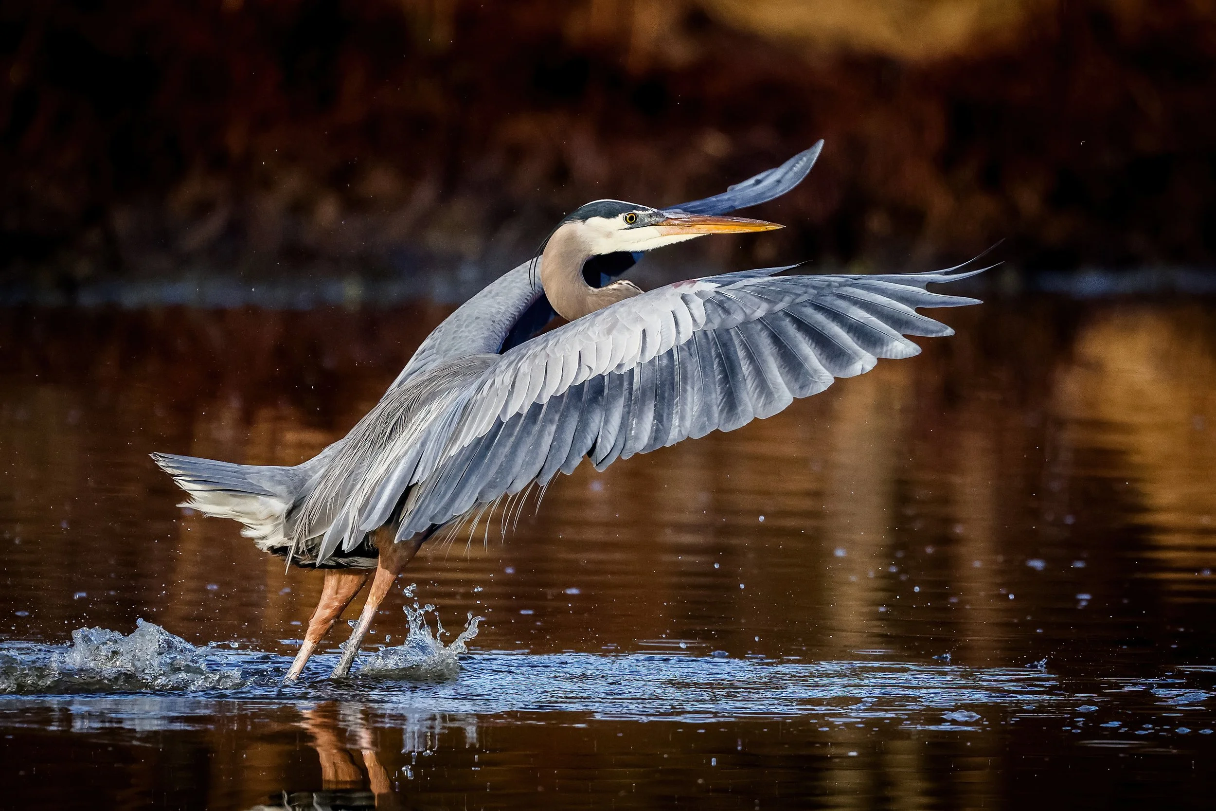 A heron wading through shallow water with its wings partly extended, water droplets falling, and a dark, blurred background.